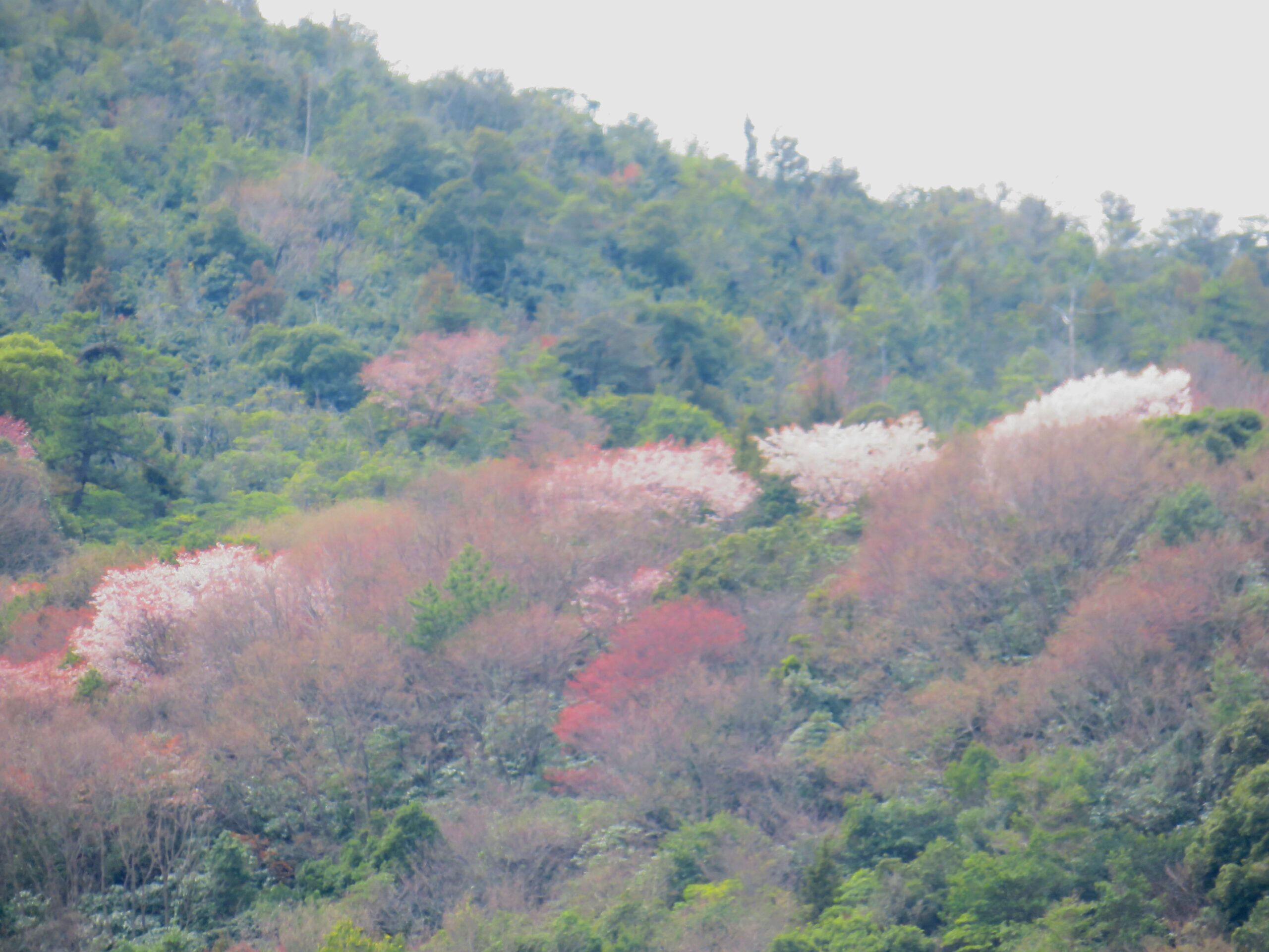 山の桜の咲き始め