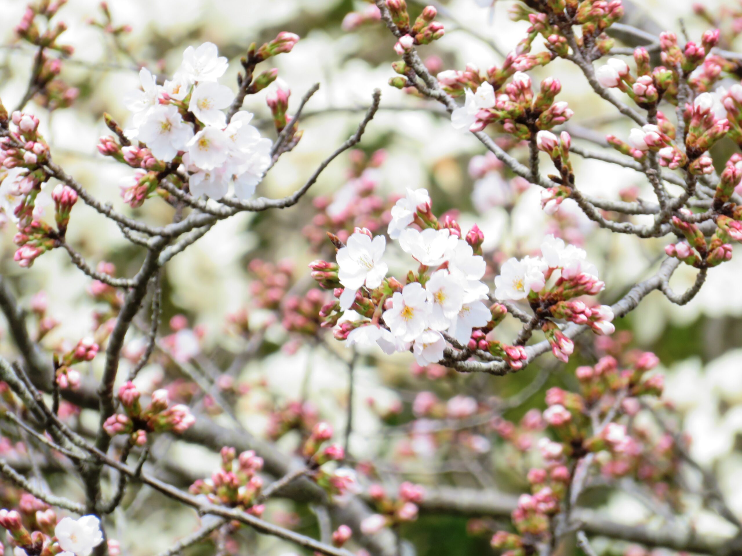 白木蓮と桜