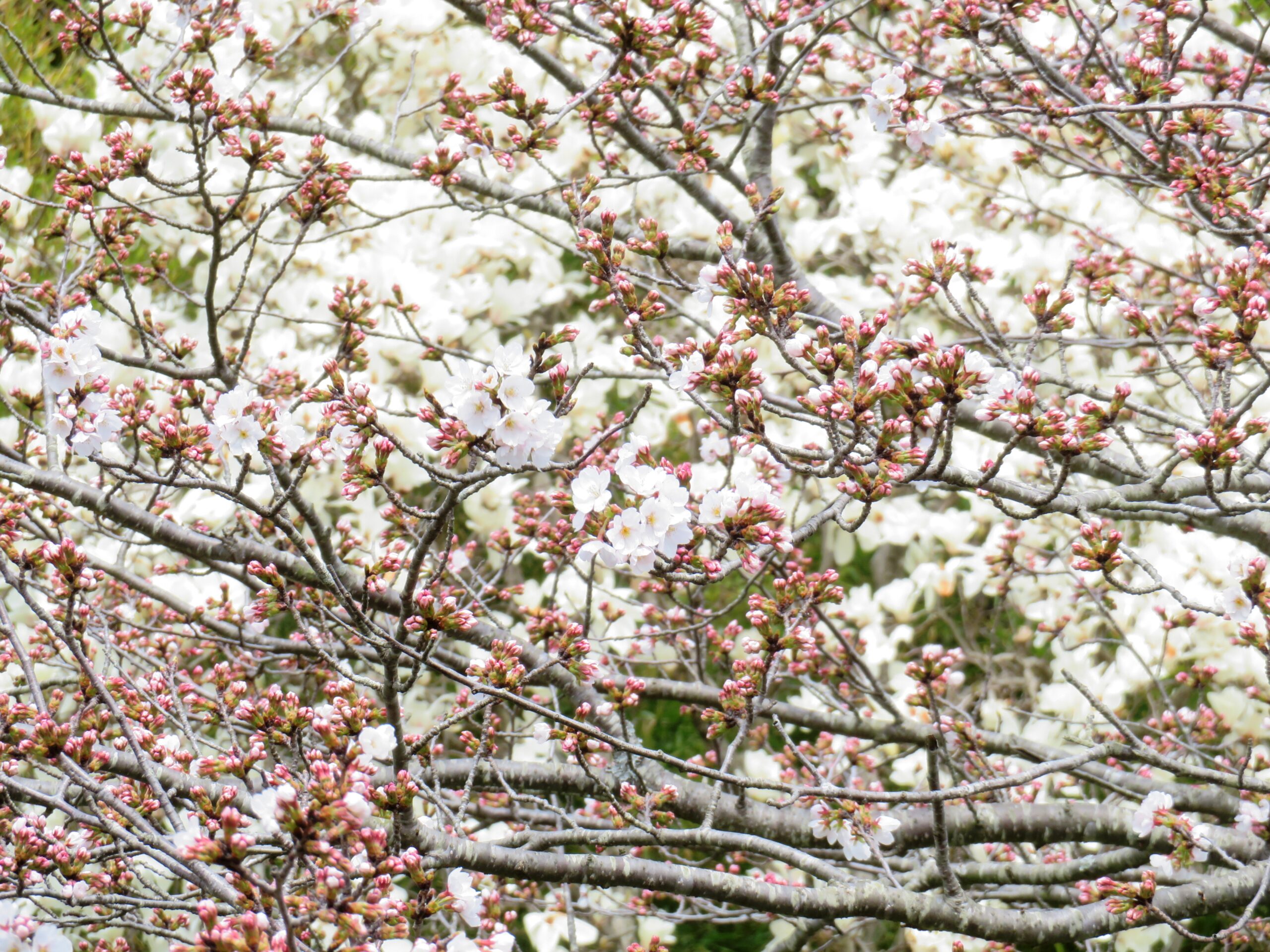 白木蓮と桜