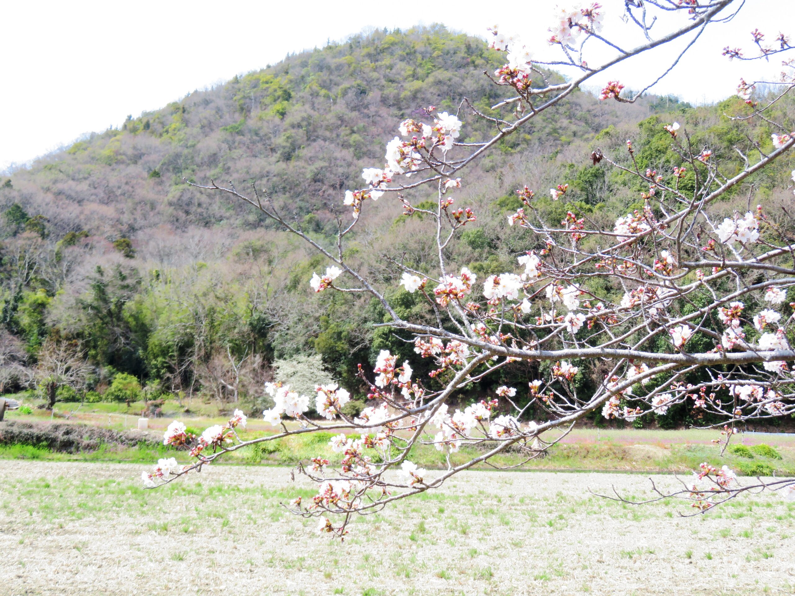 桜と芽吹き始めた山の木々