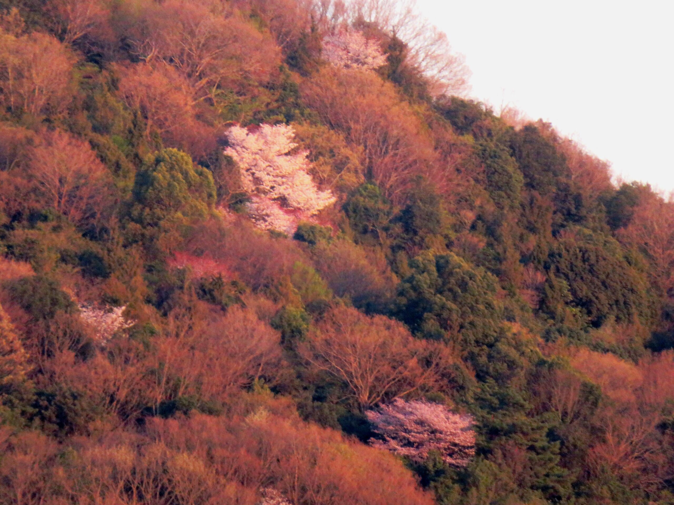 山桜　夕景