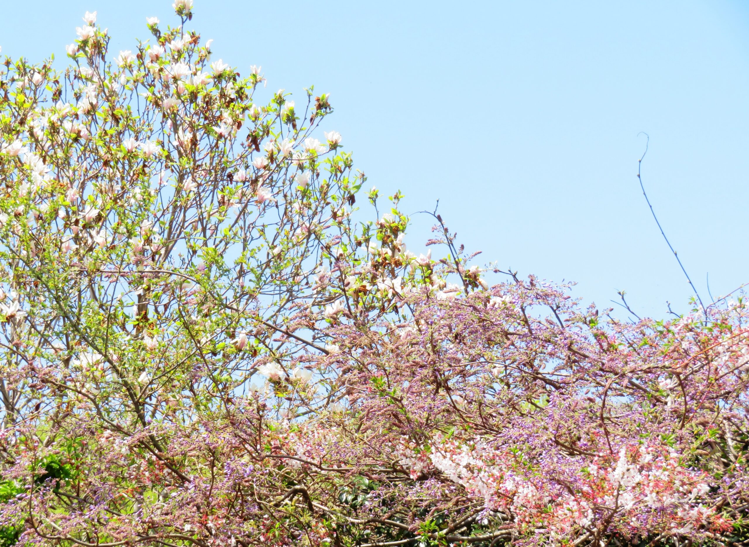 白木蓮と桜と藤
