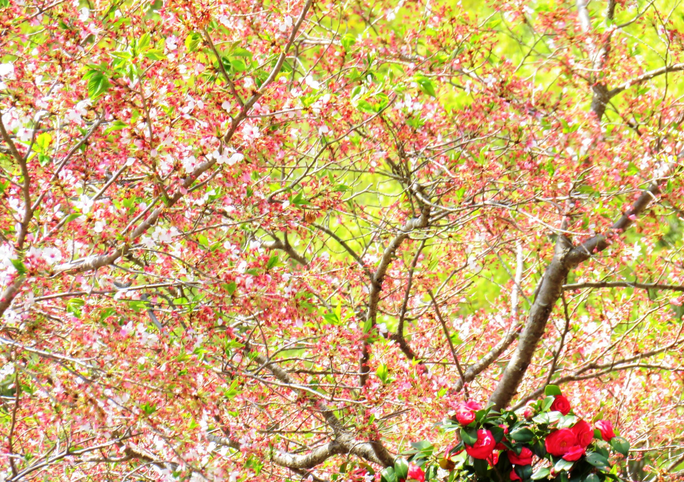 葉桜と椿