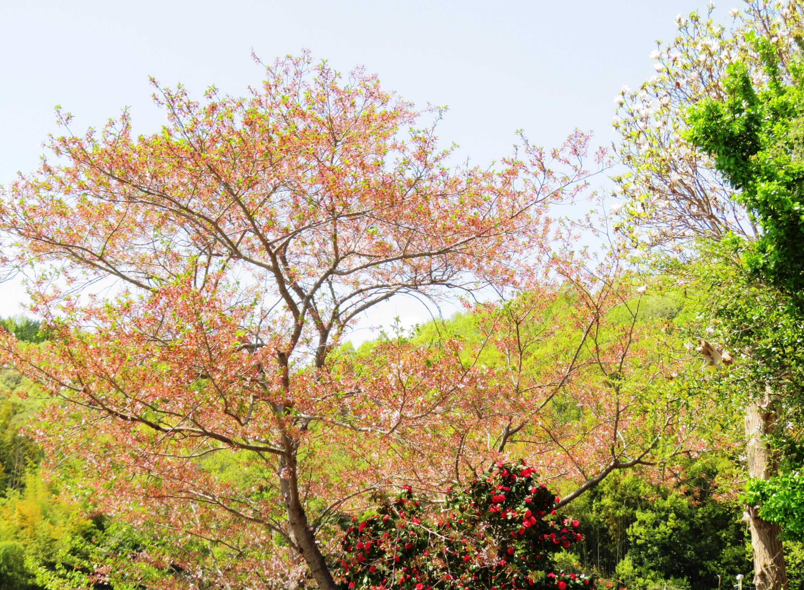 葉桜と椿