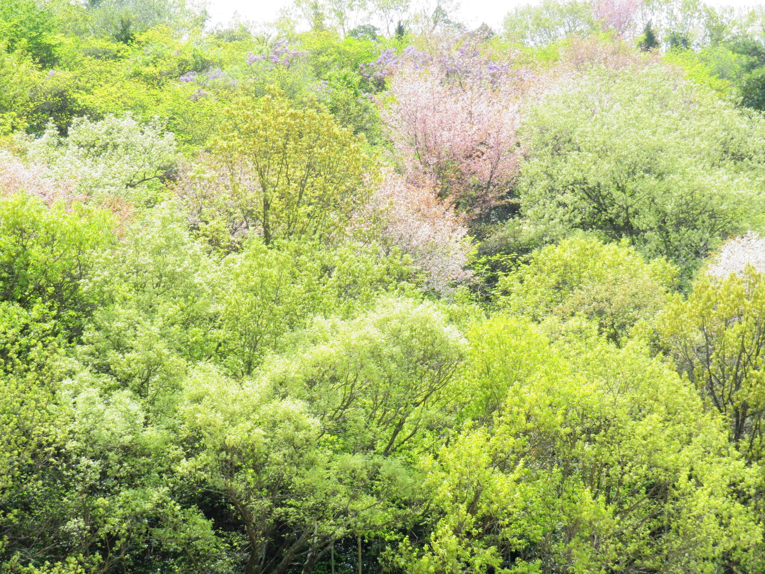 新緑と山桜と桐の花