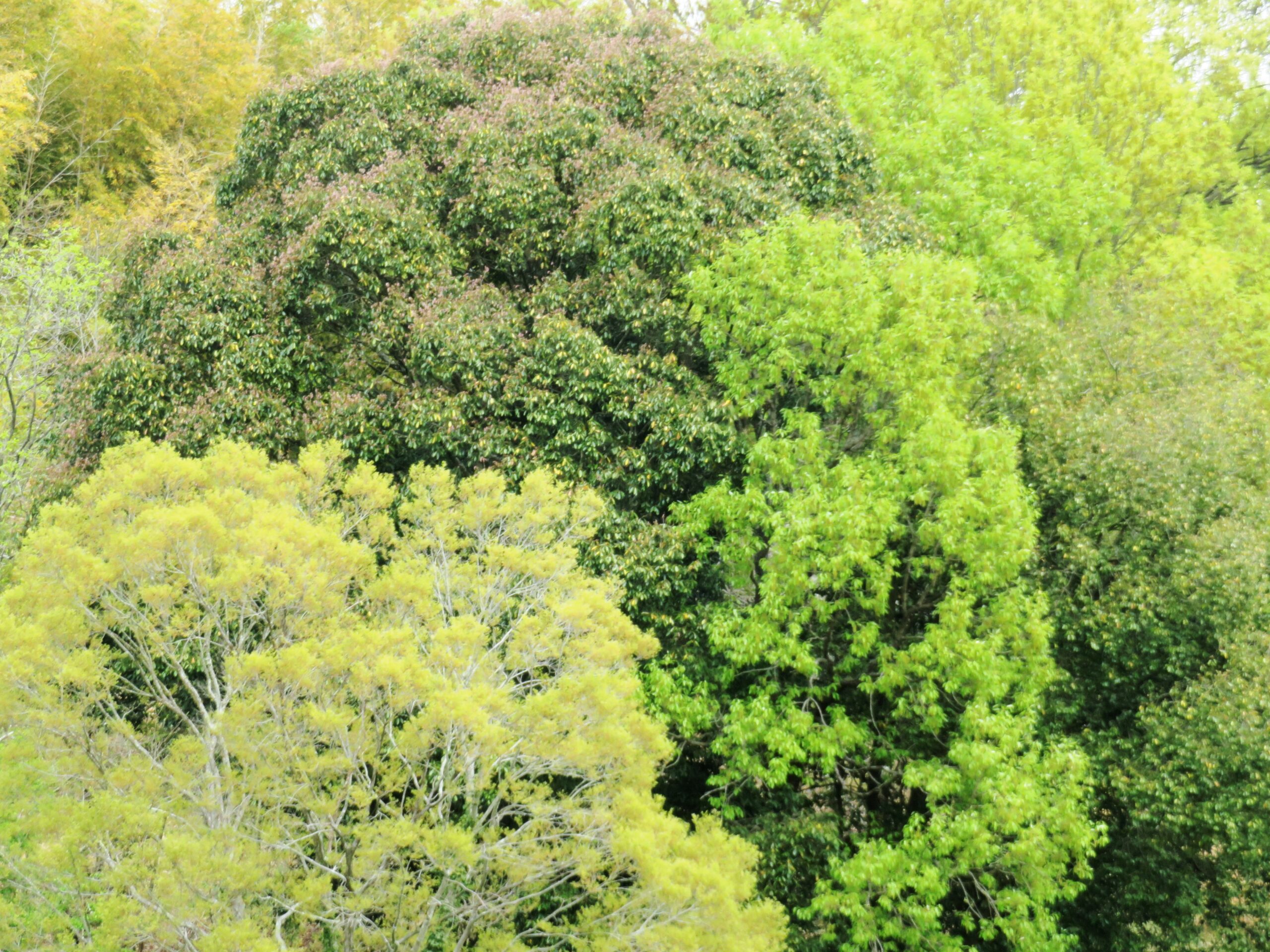 新緑の榎と樫の木