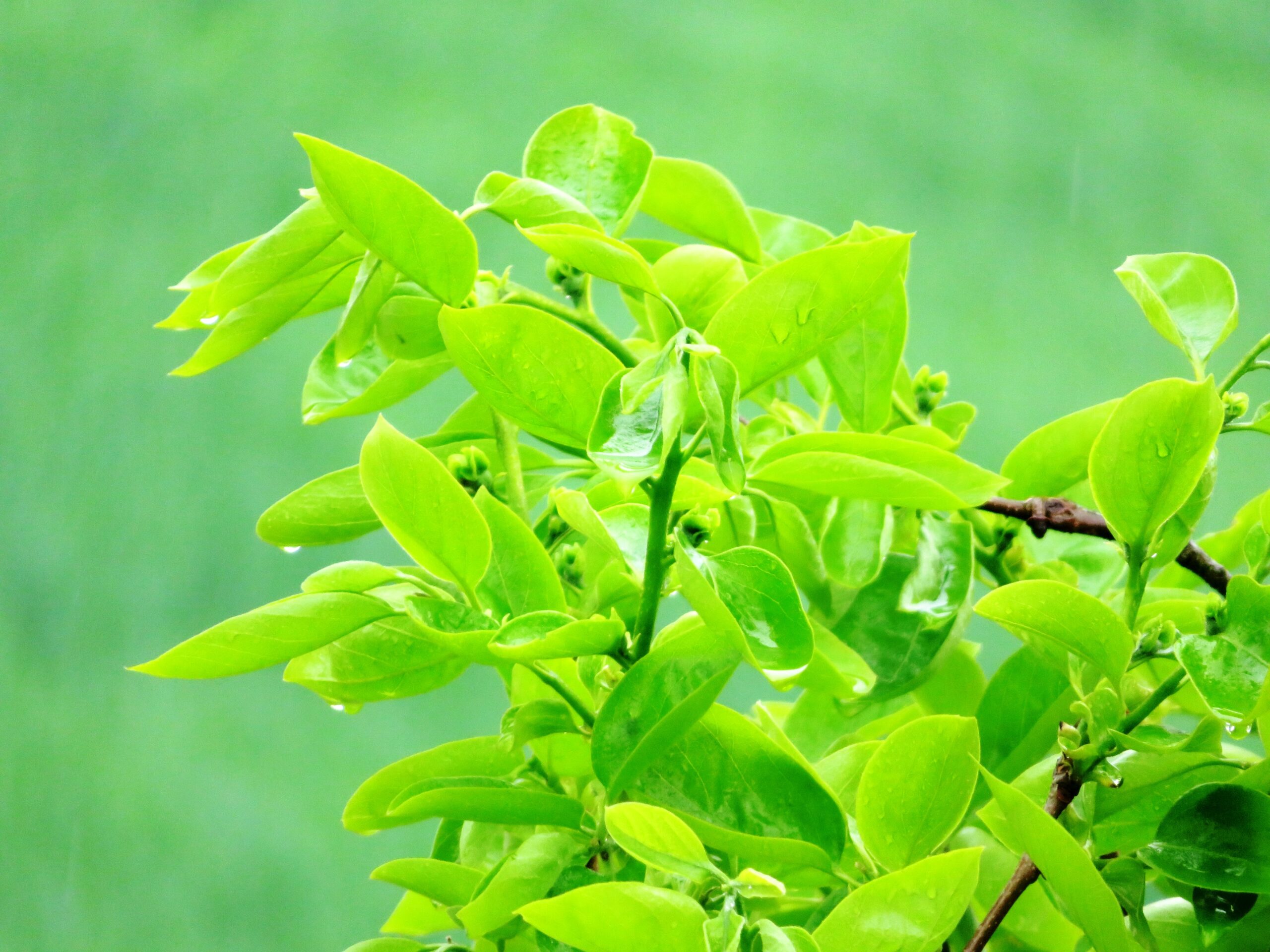 雨降りの柿の花