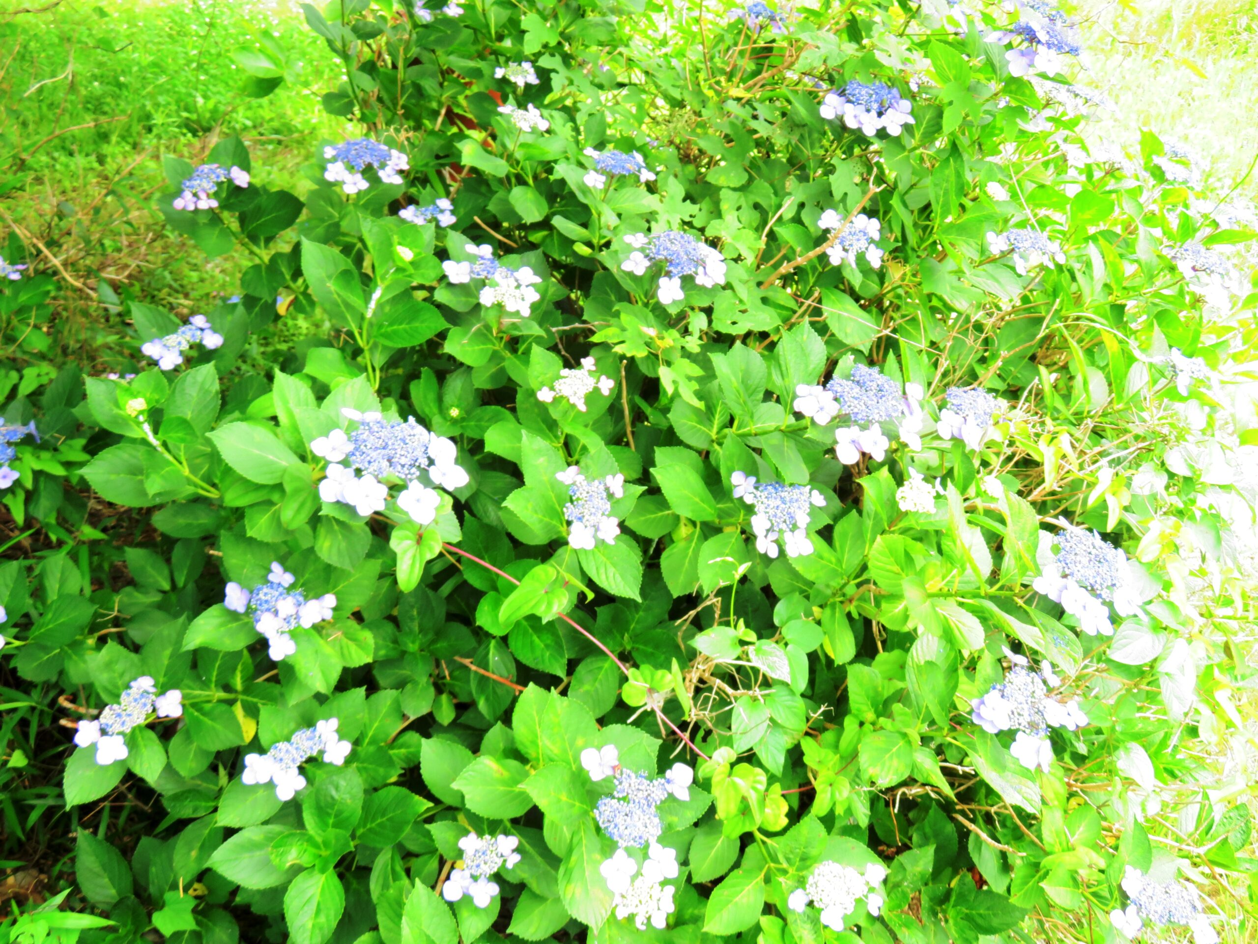 緑陰の紫陽花