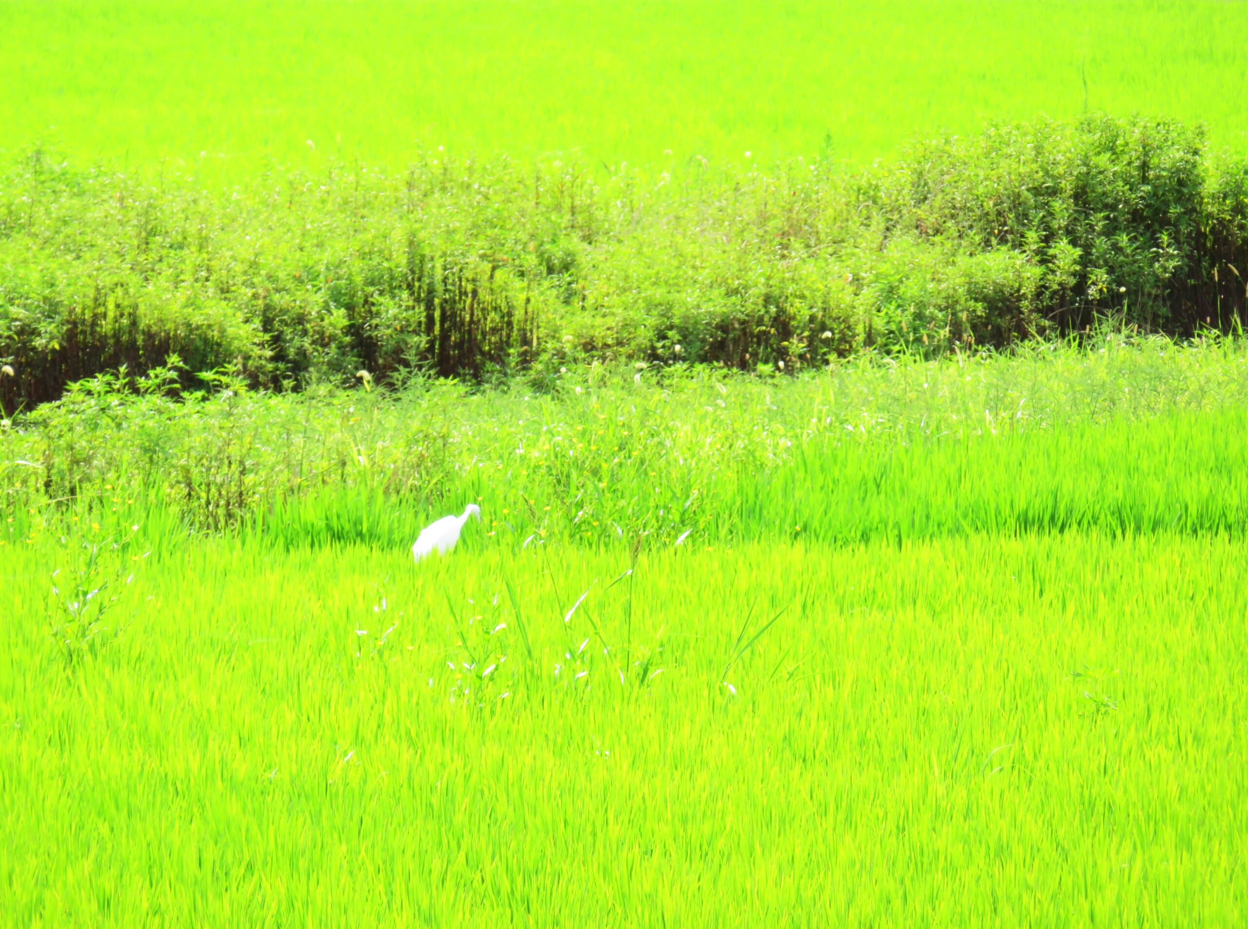 夏の田んぼと白鷺