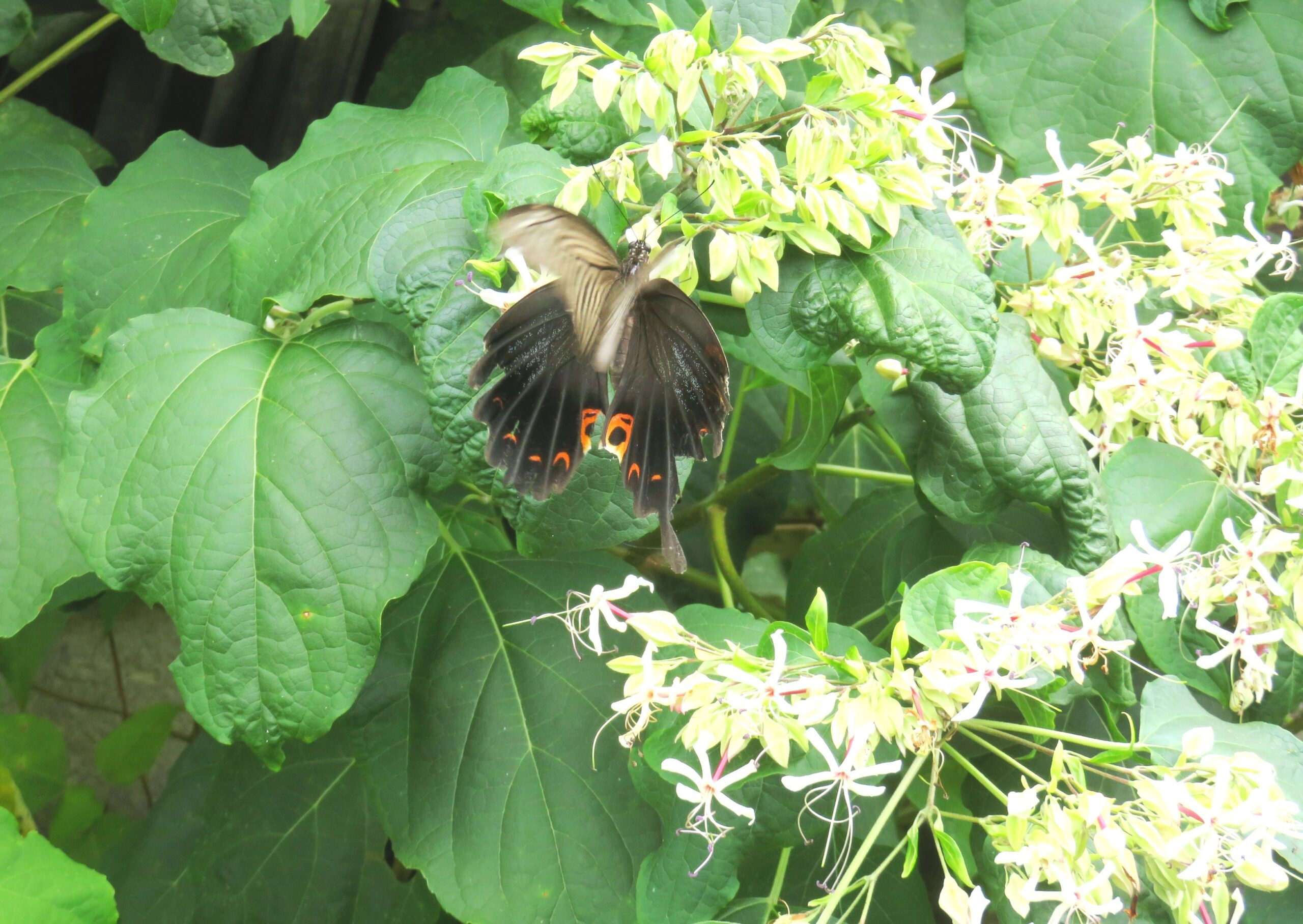 クサギ（臭木）の花とクロアゲハ蝶