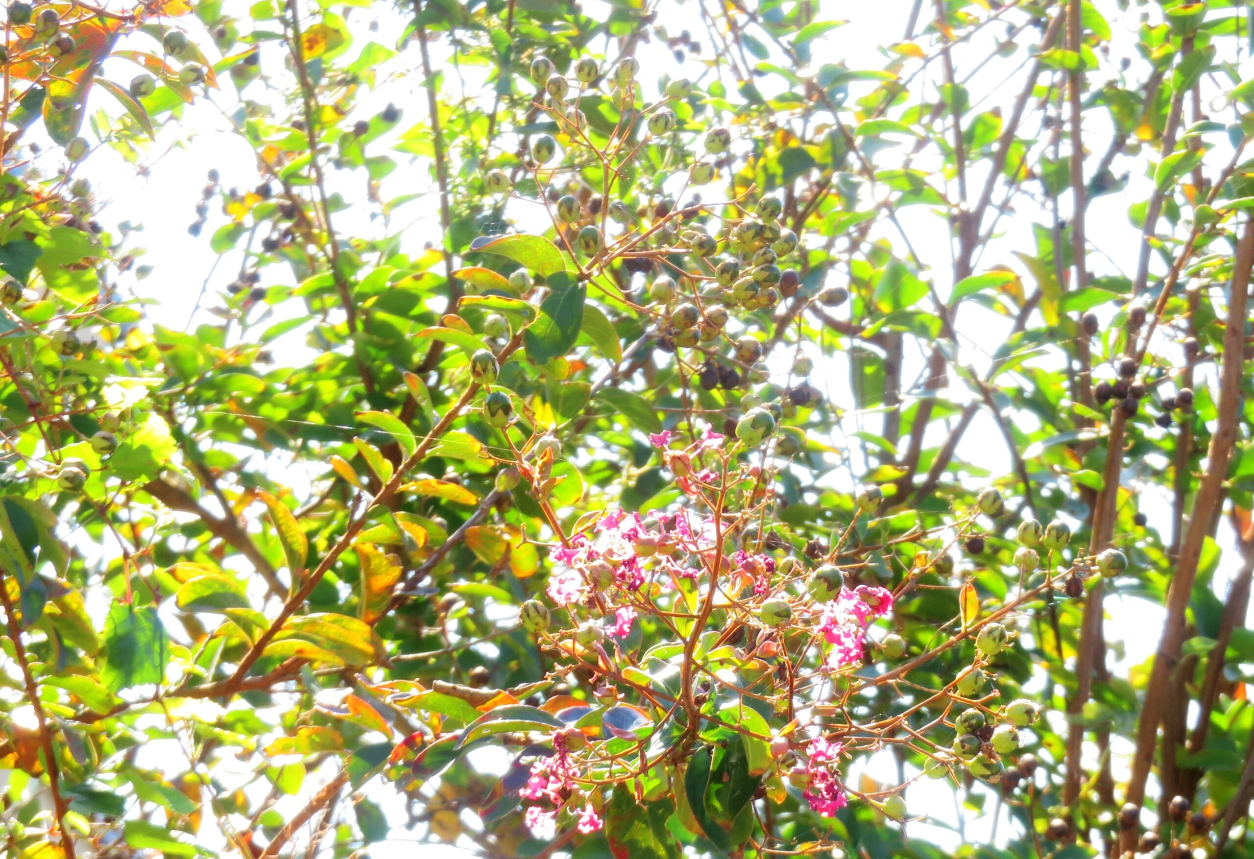 サルスベリ（百日紅）の花