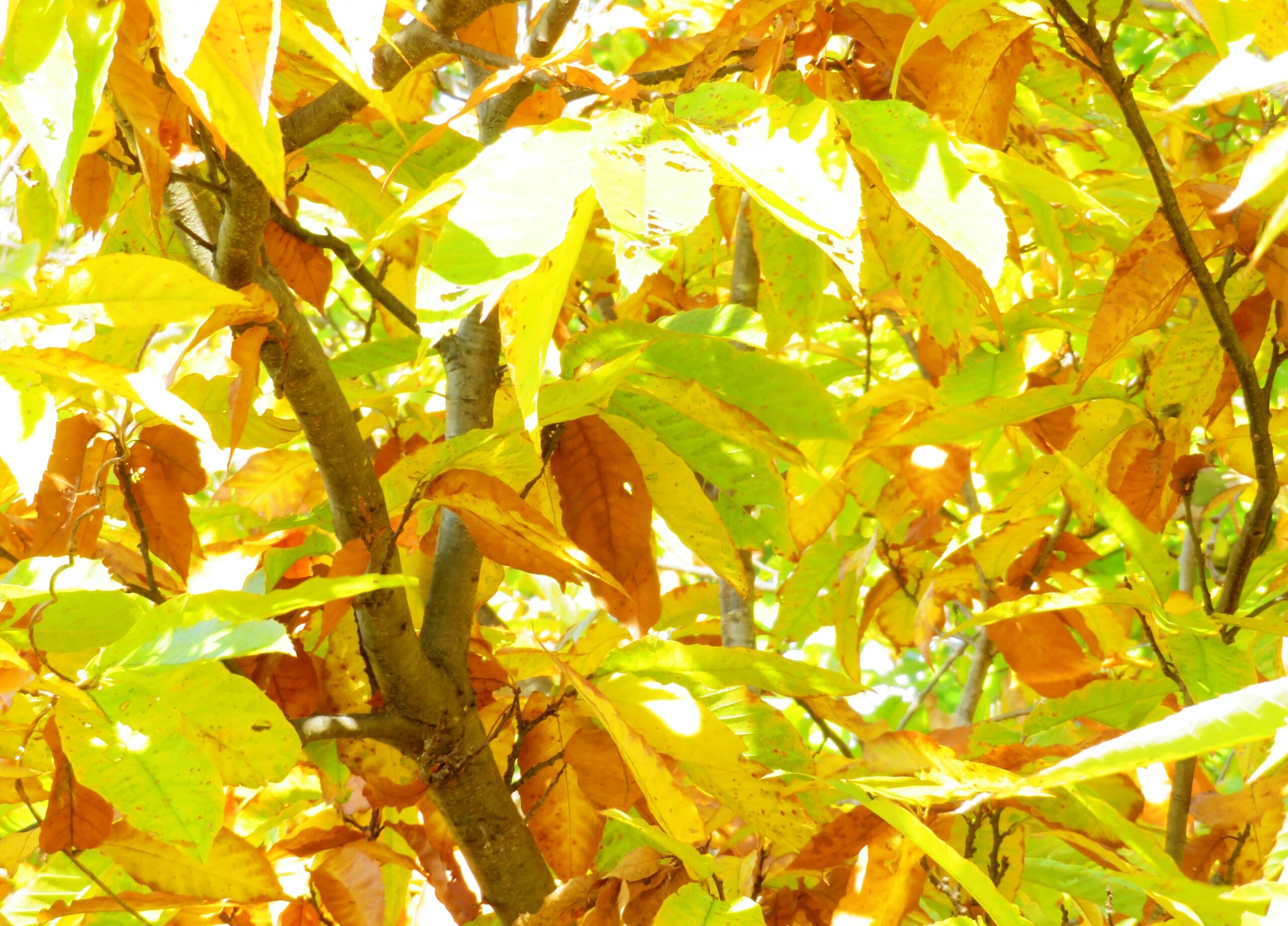 栗の木の黄葉