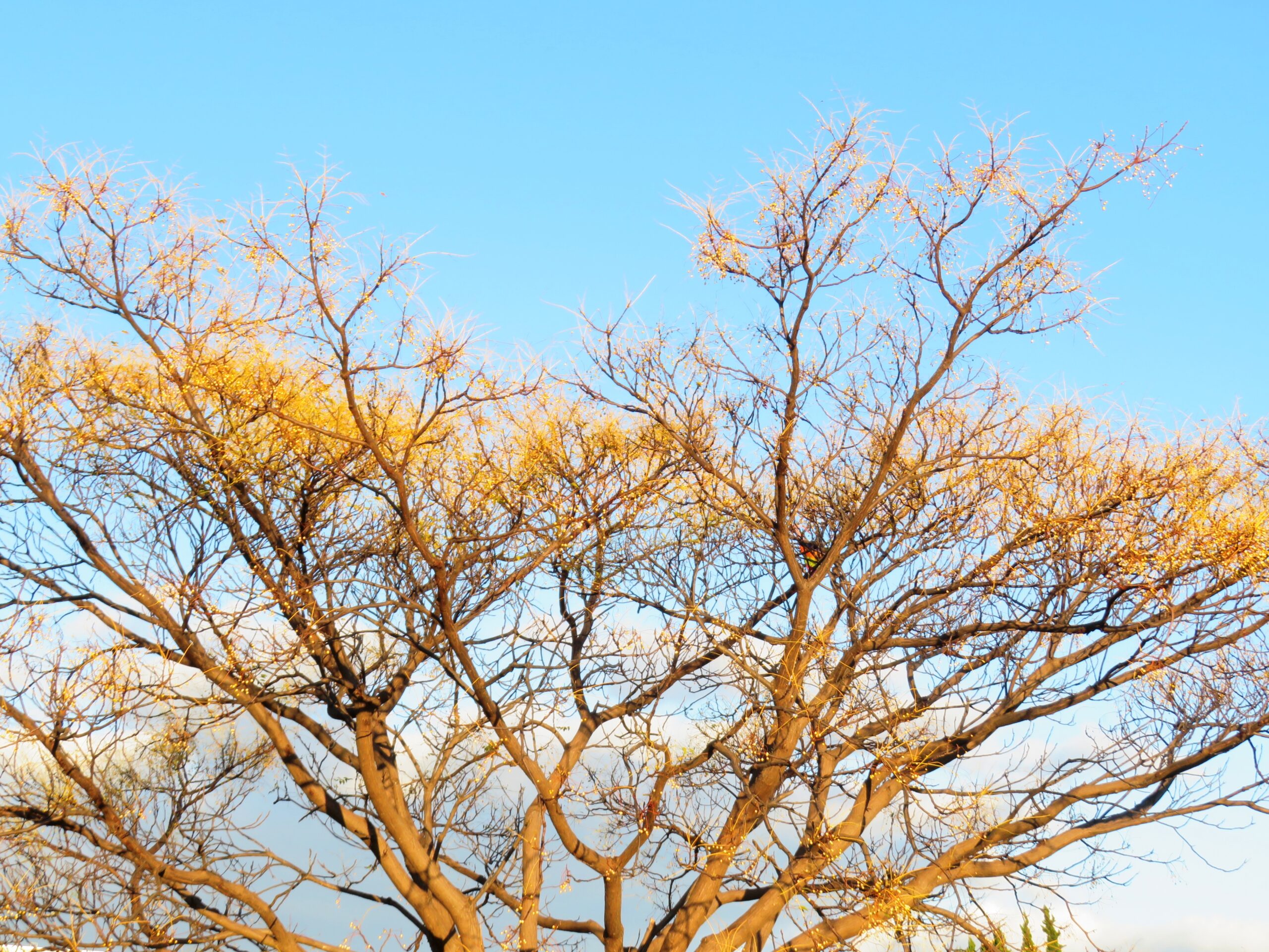 センダン（栴檀）の木