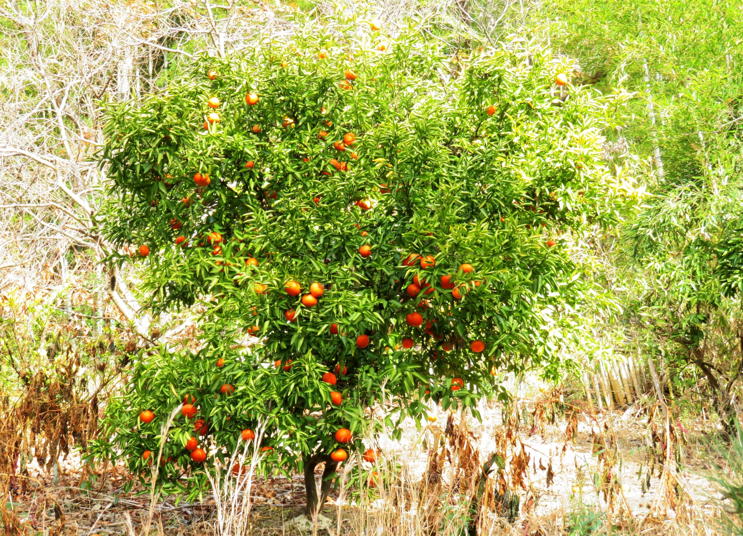 蜜柑の木