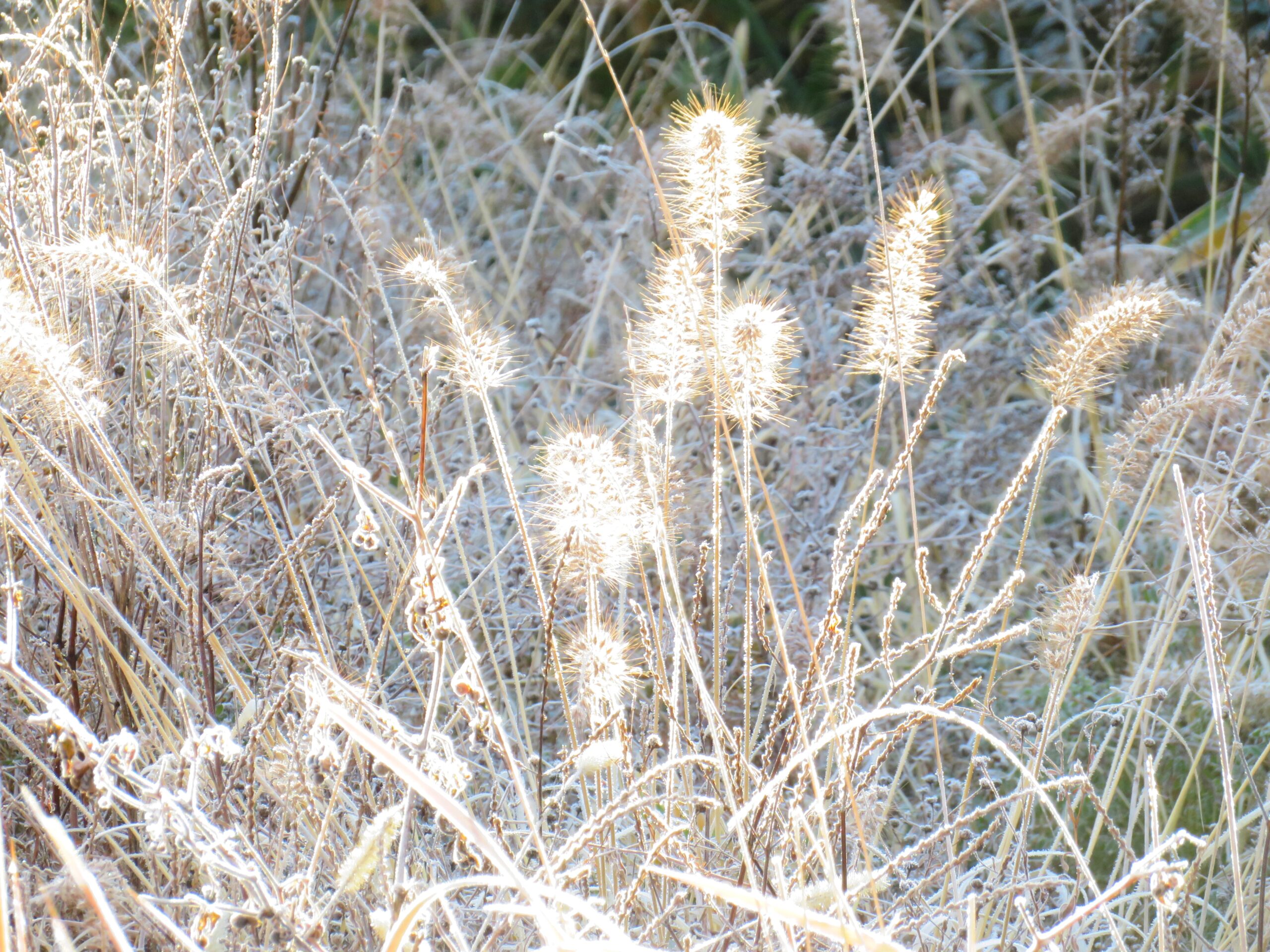 霜の降りた草叢