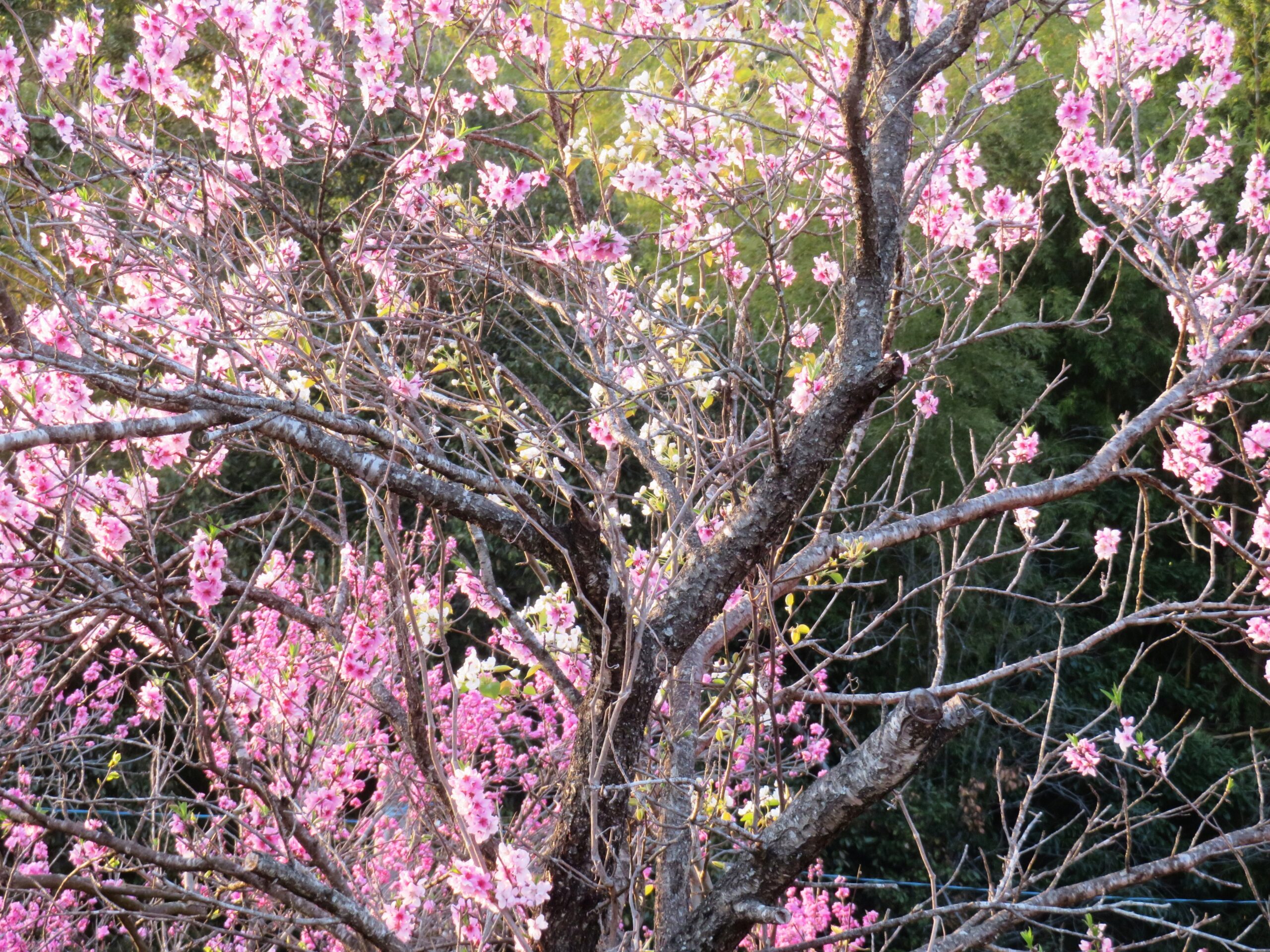 桃の花　夕景
