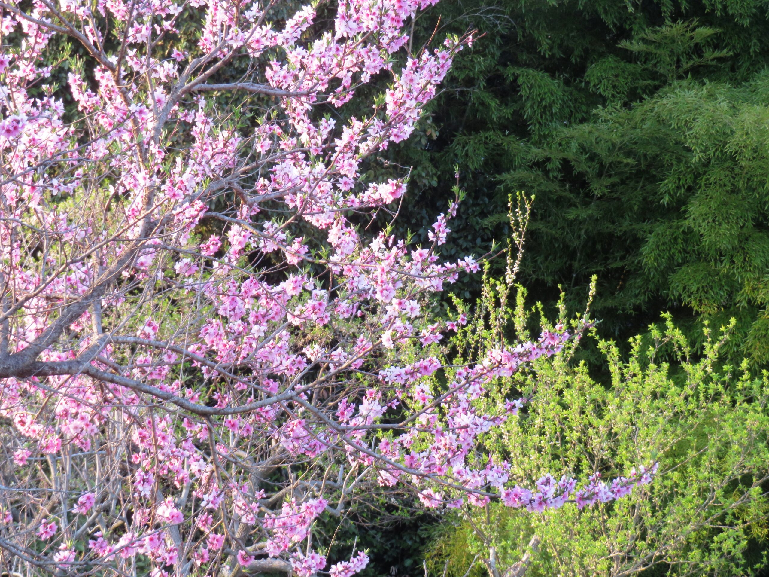 桃の花　夕景