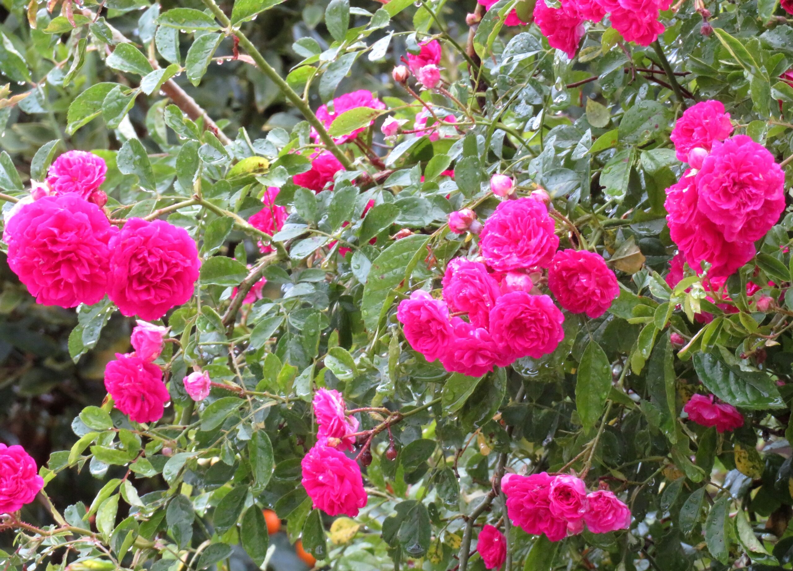 5月の雨の日の薔薇