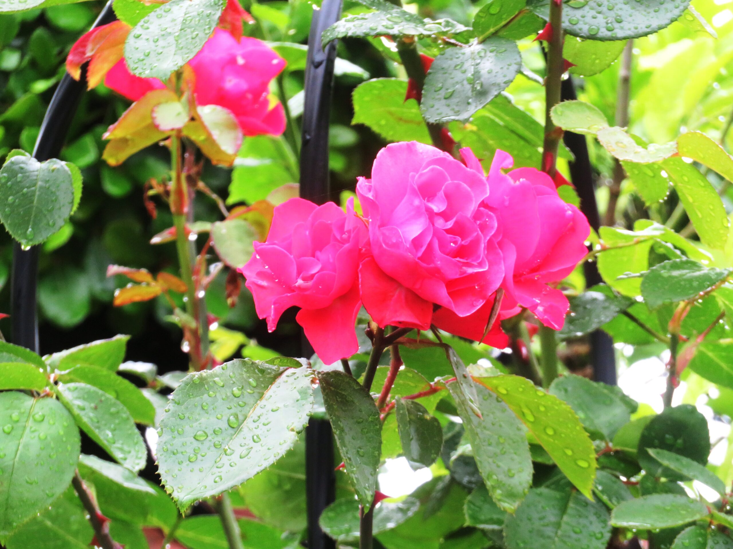 5月の雨の日の薔薇