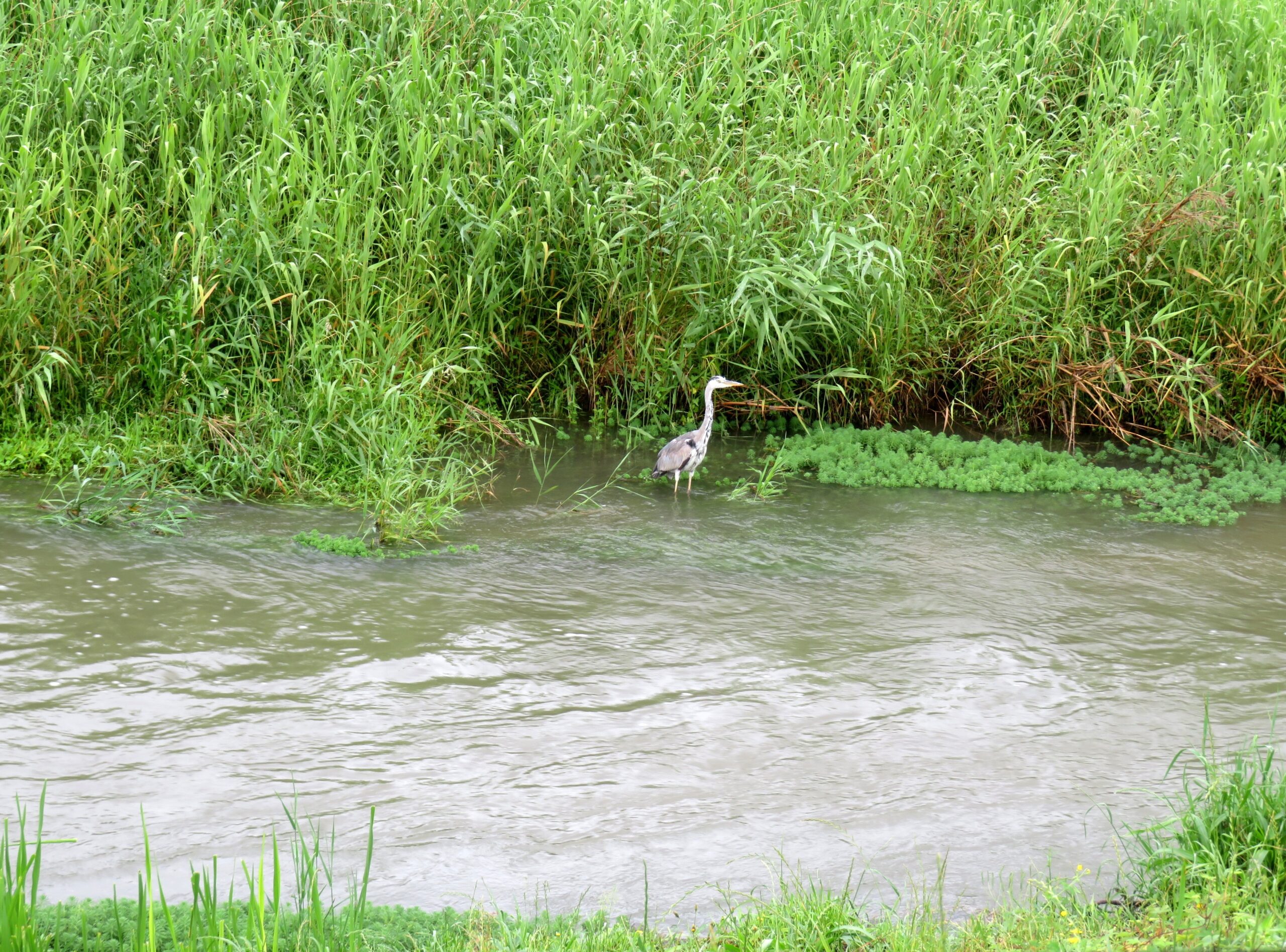 雨降りの川とアオサギ（青鷺）