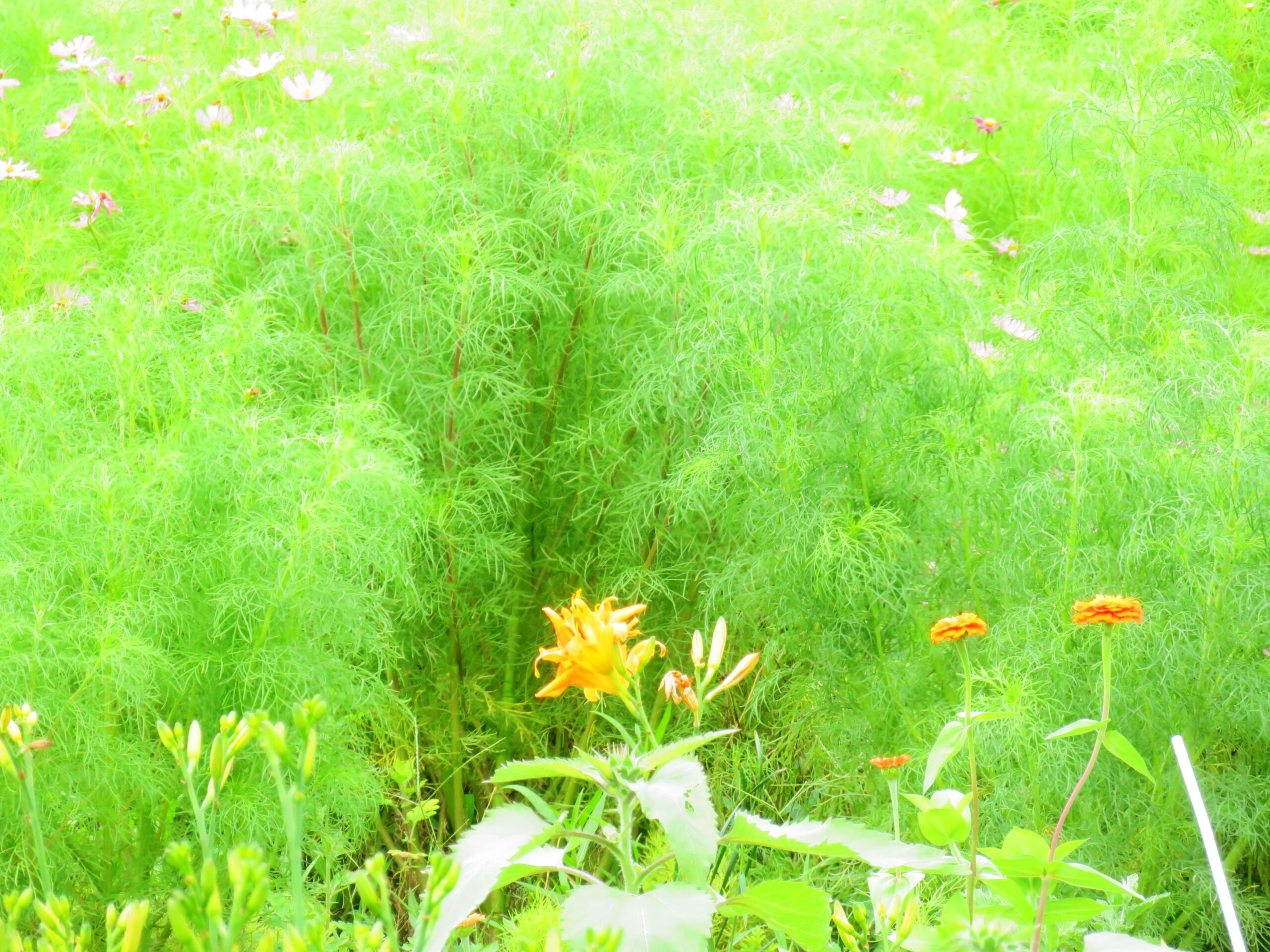 夏の畑花壇