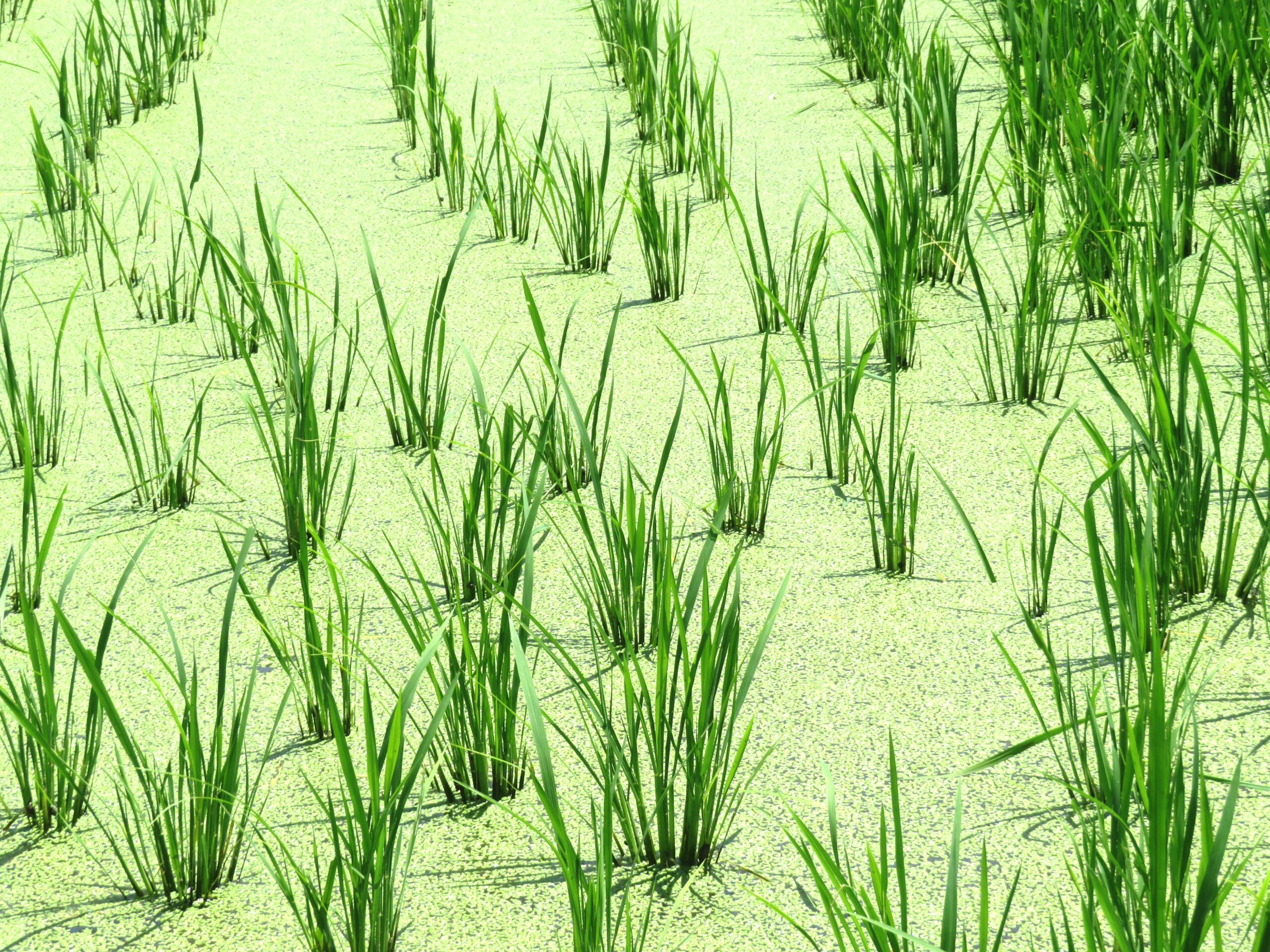7月の田んぼ　稲と水草