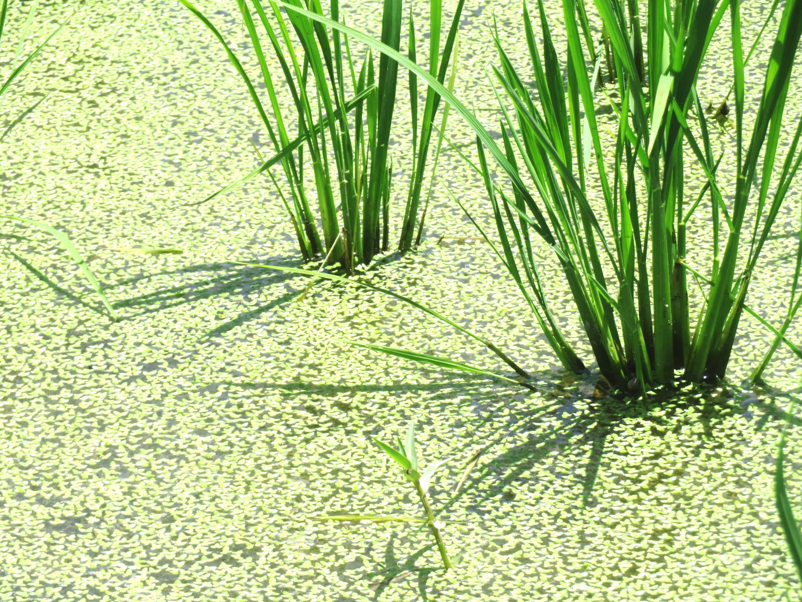 7月の田んぼ　稲と水草