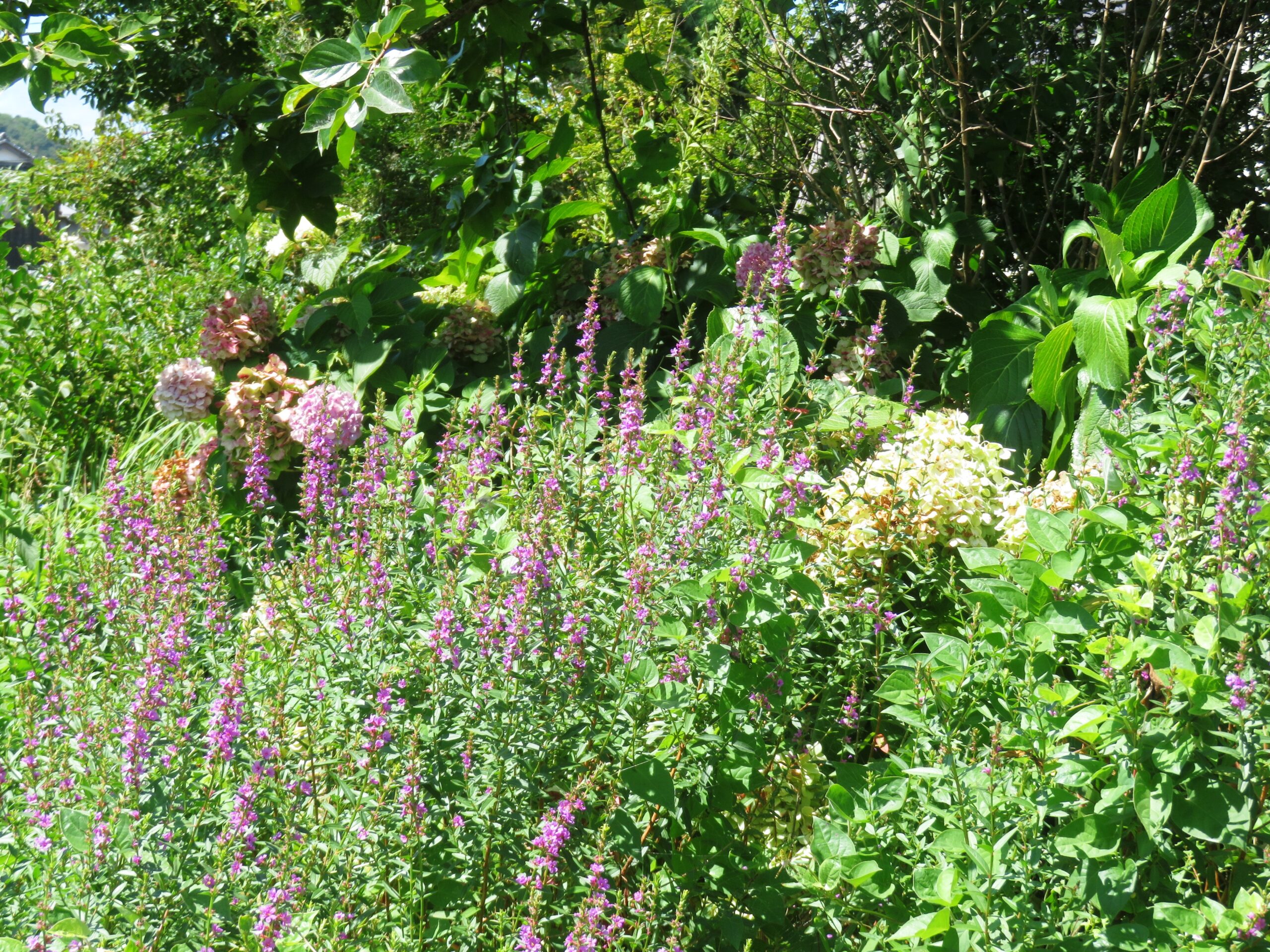 ミソハギ（禊萩）と紫陽花