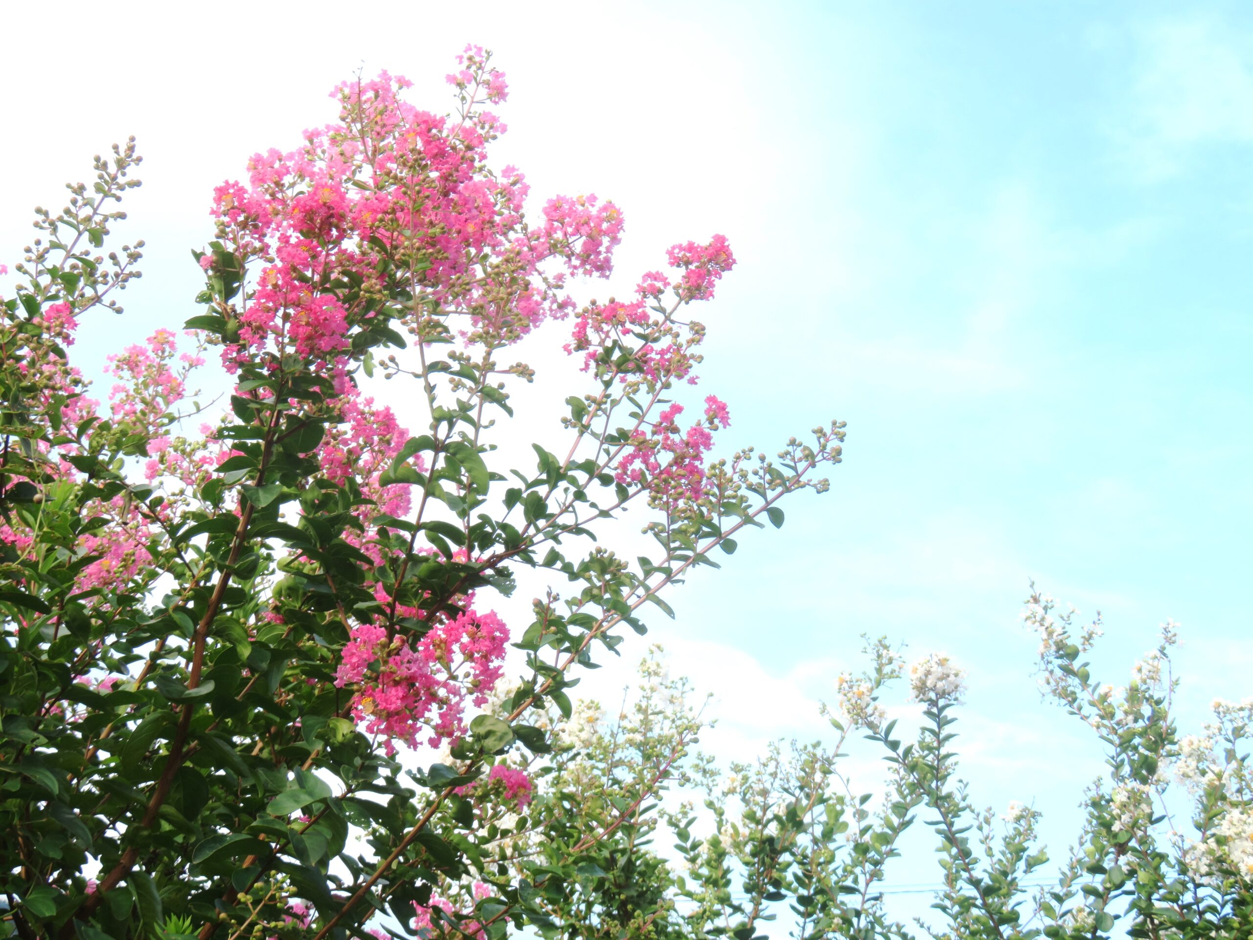 サルスベリ（百日紅）の花