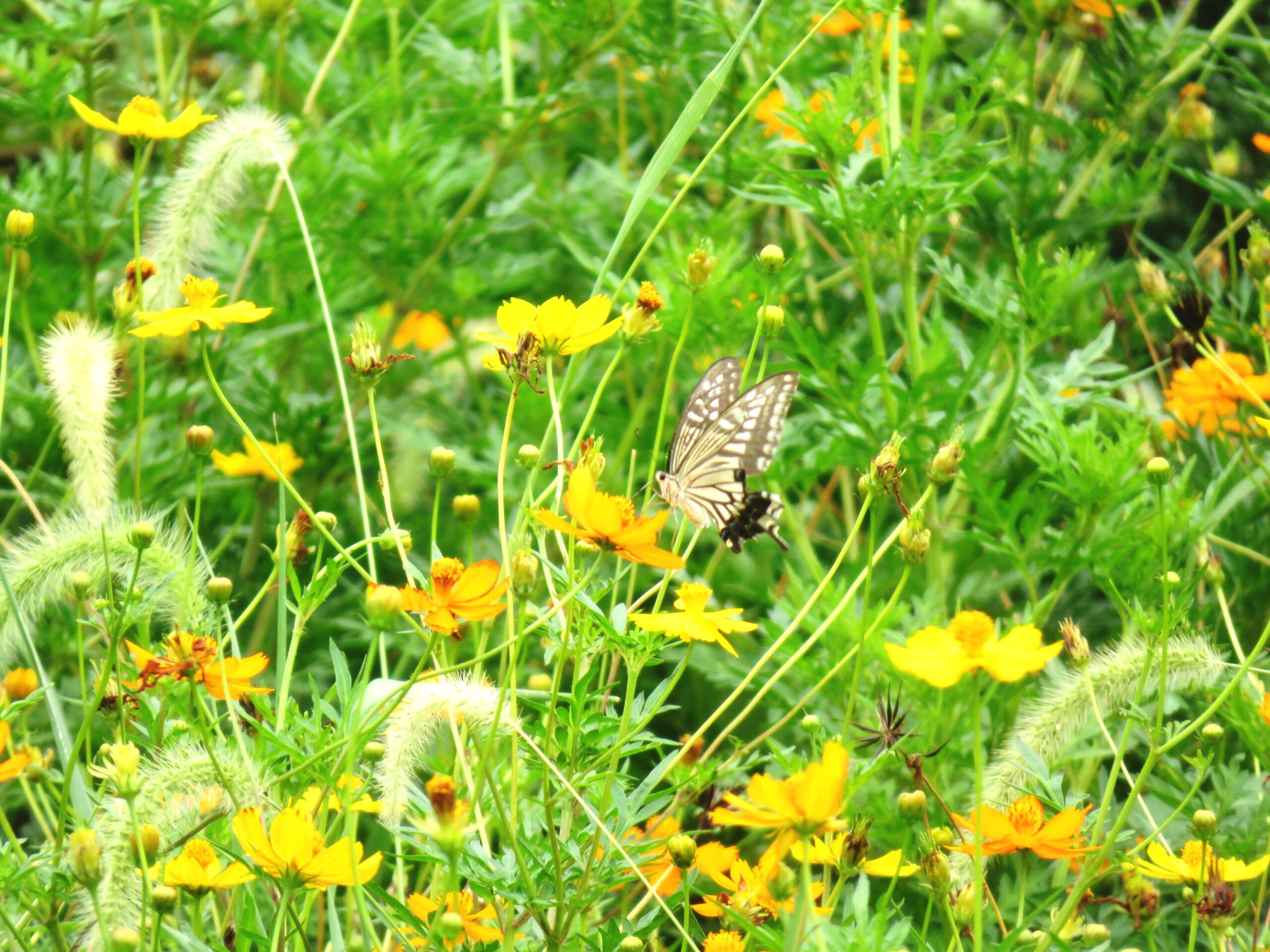 黄花コスモスとアゲハ蝶