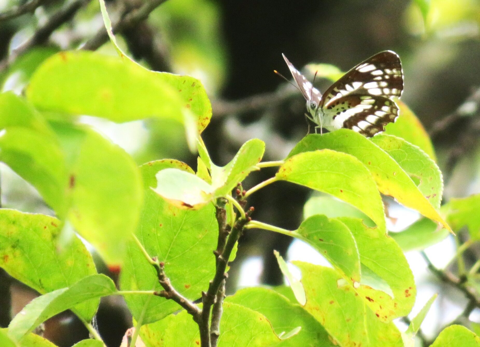 梅の木黄葉とコミスジ（小三條）蝶