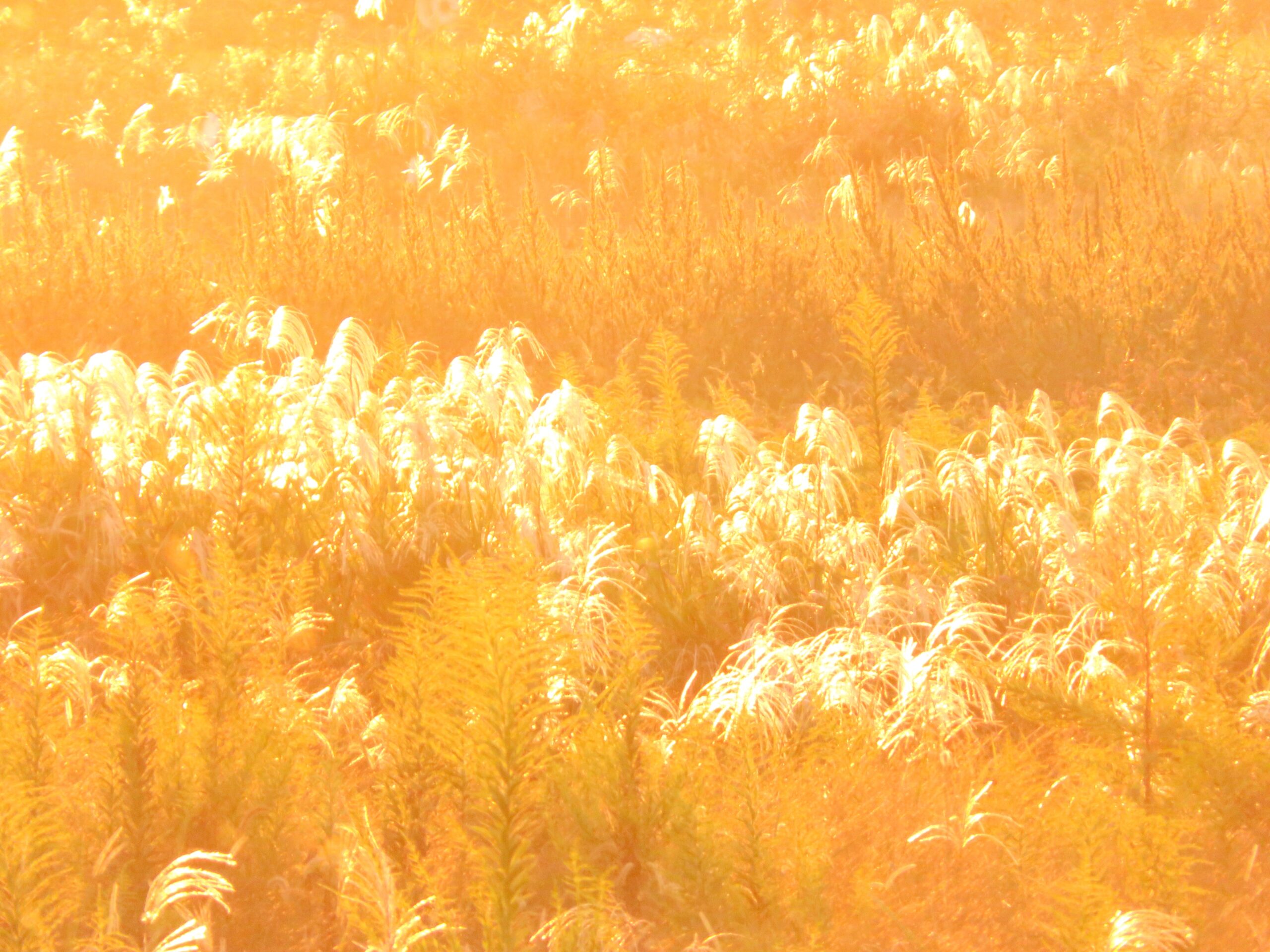 秋の草原　10月　夕刻