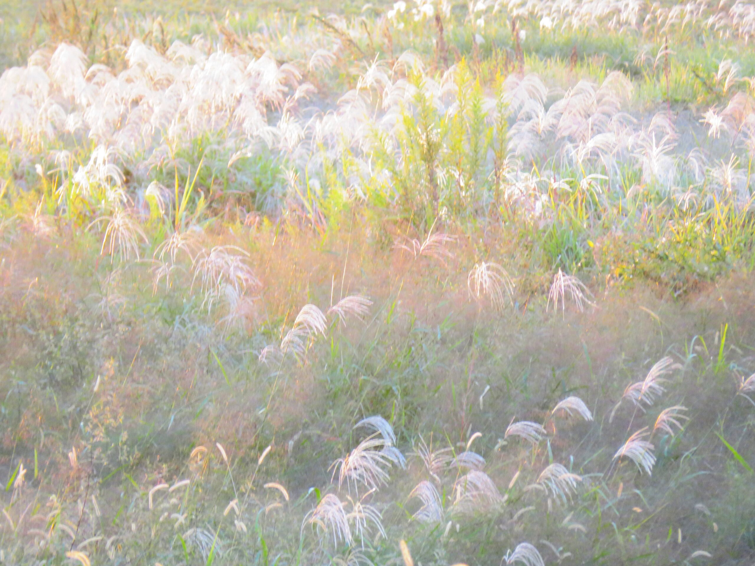 秋の草原　10月　夕刻