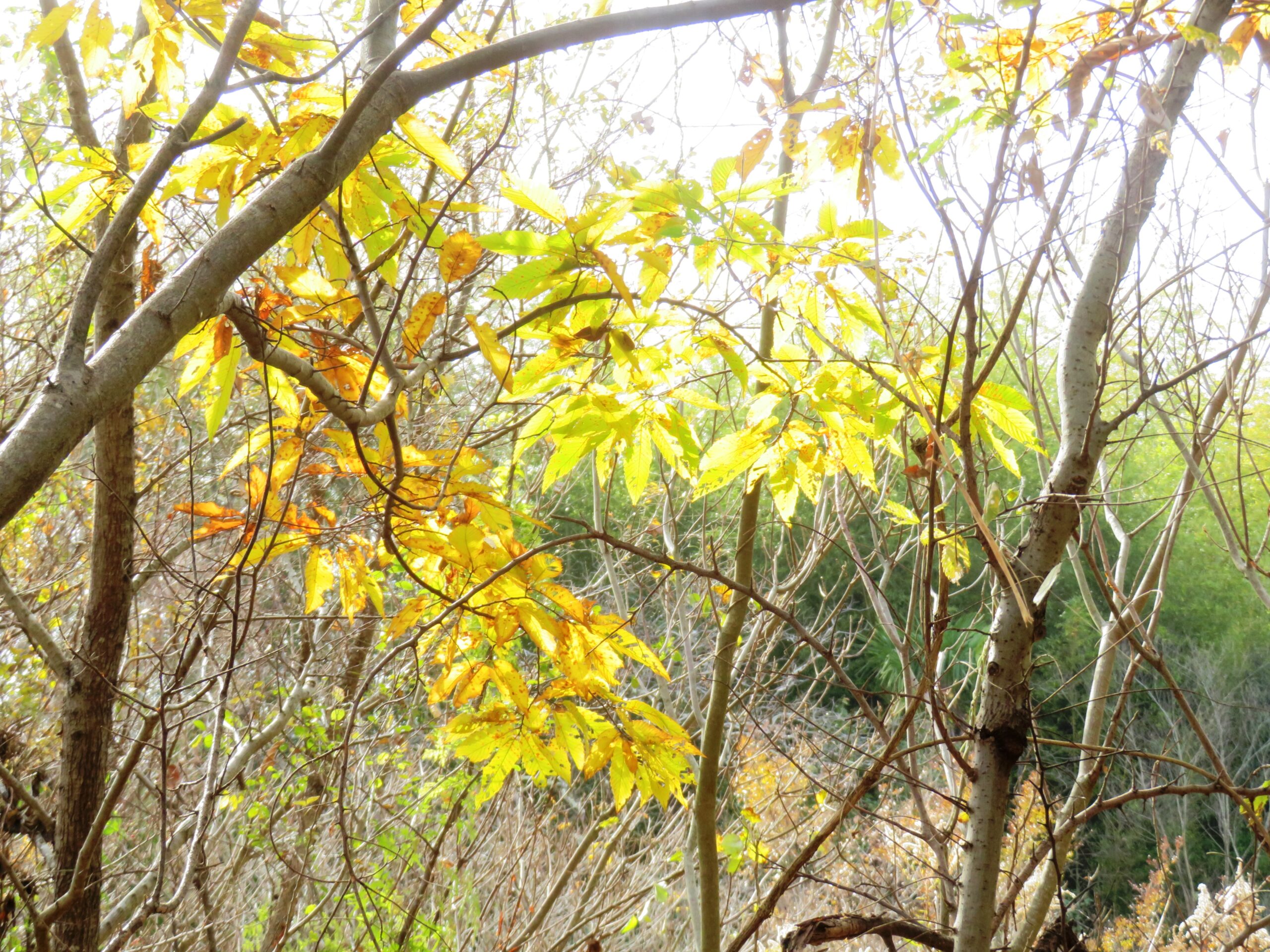 栗の木の黄葉