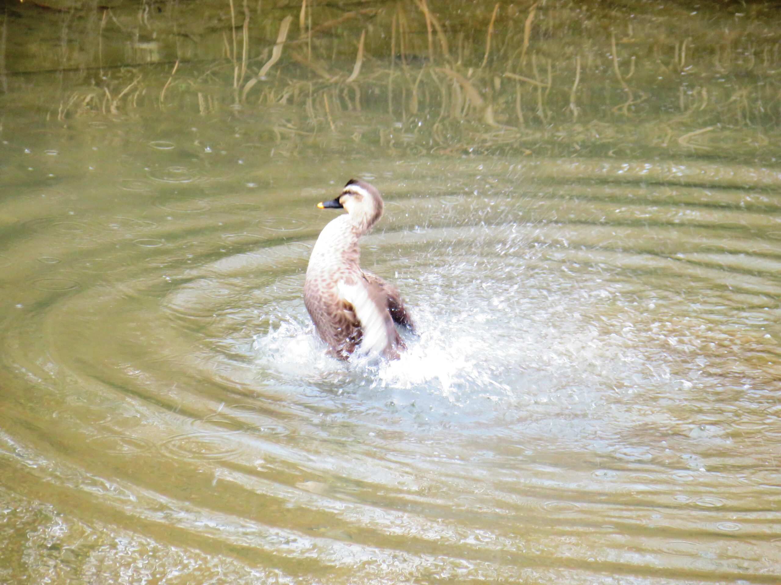 水遊びする鴨