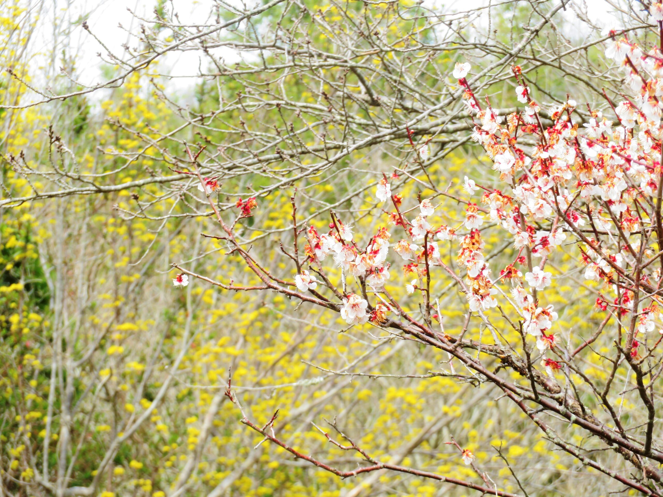 梅の花と山茱萸