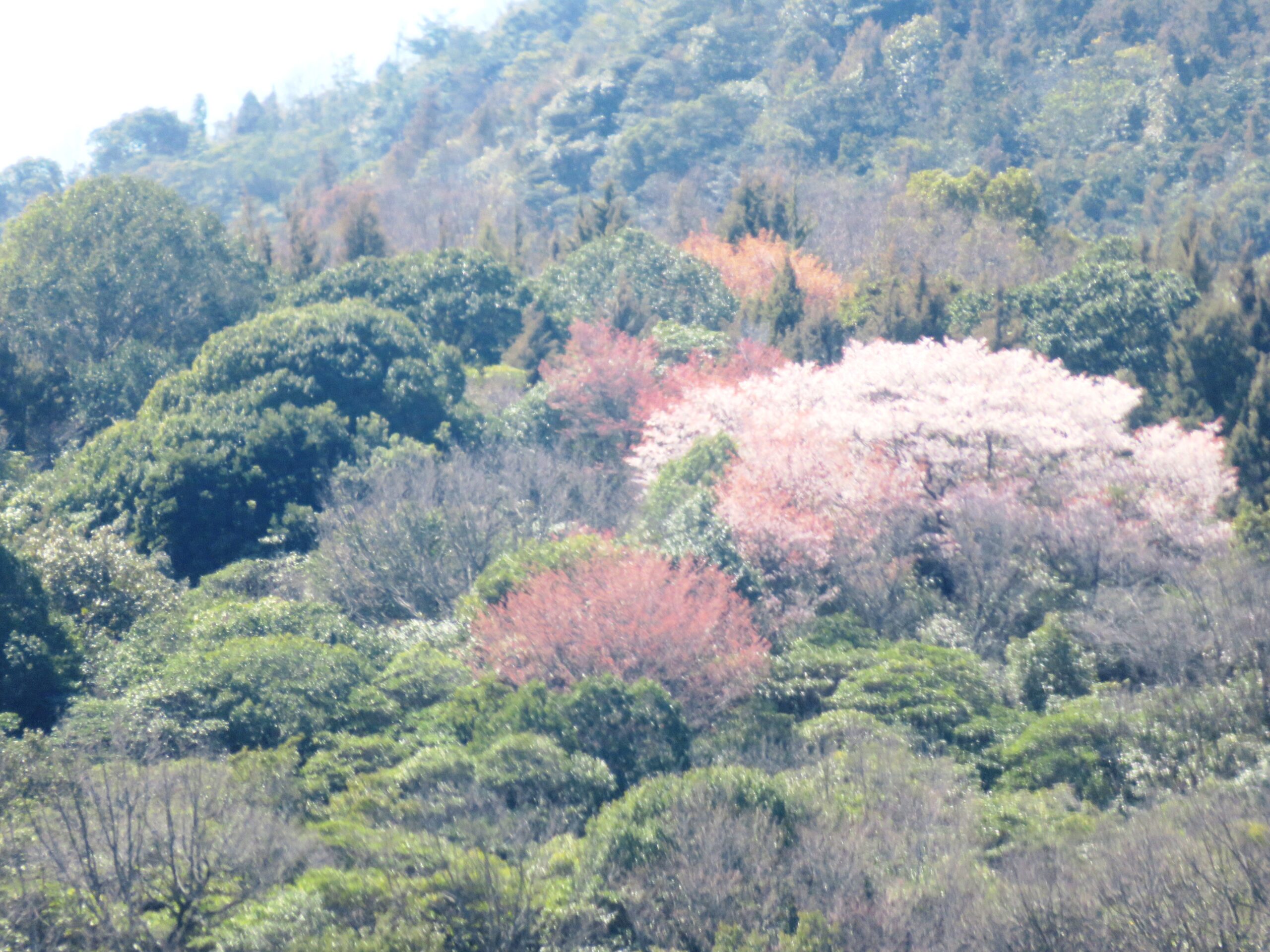 山桜の開花