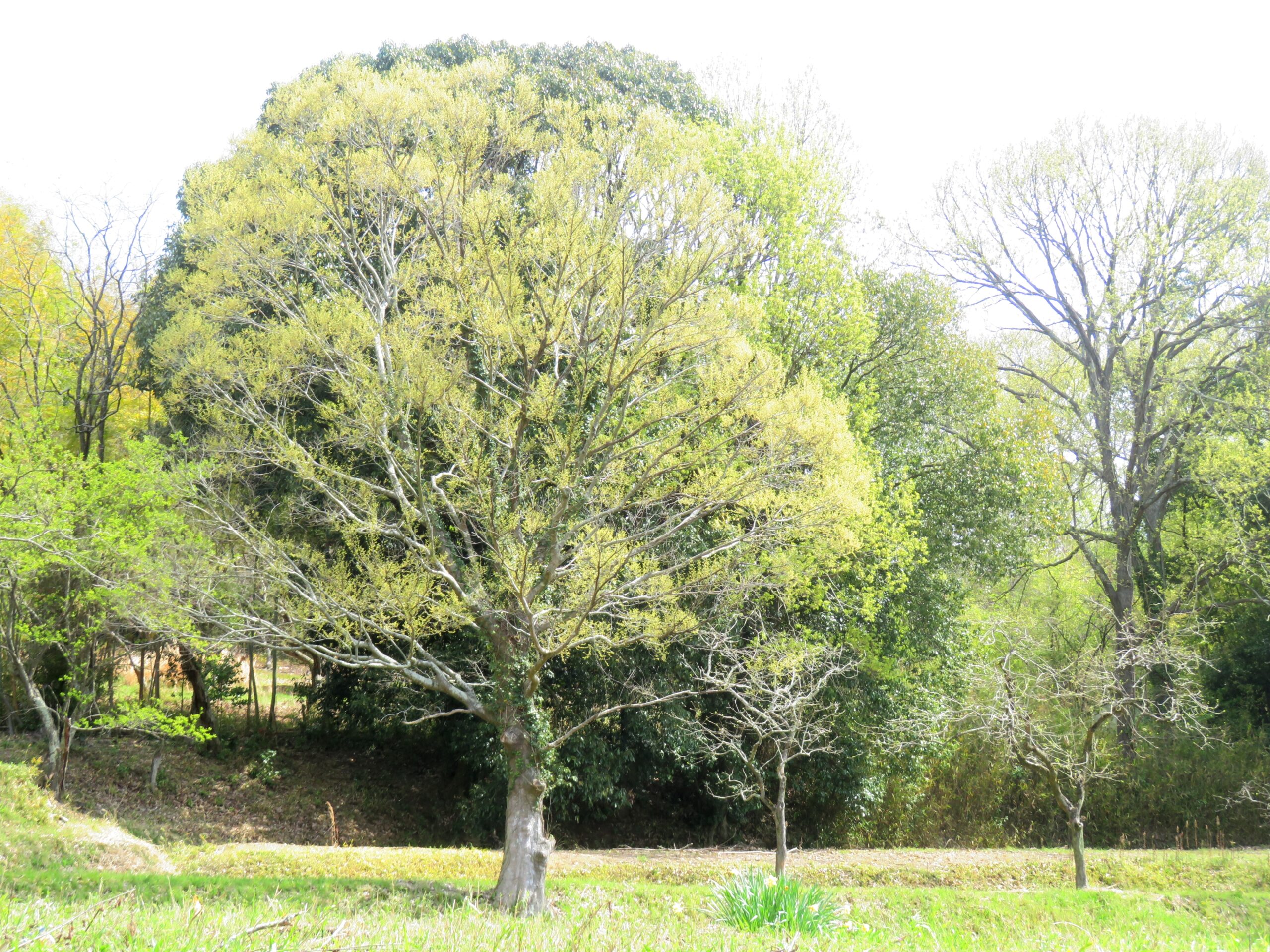 榎と樫の木と一叢の水仙