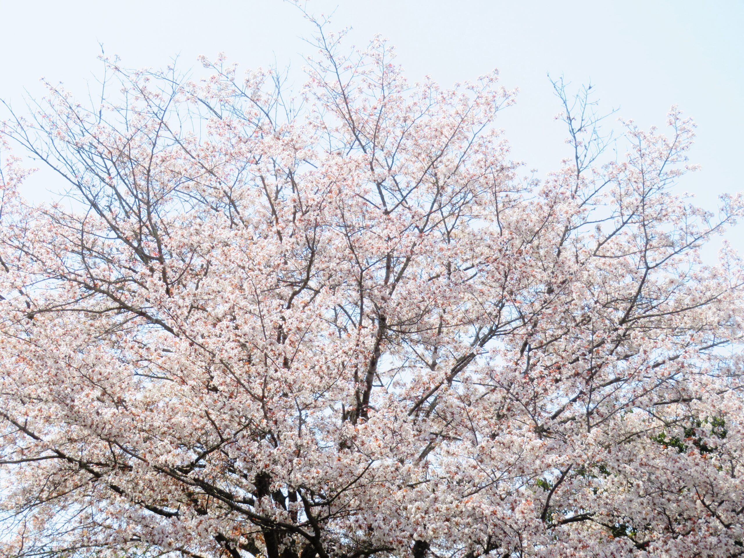 氏神様の山桜
