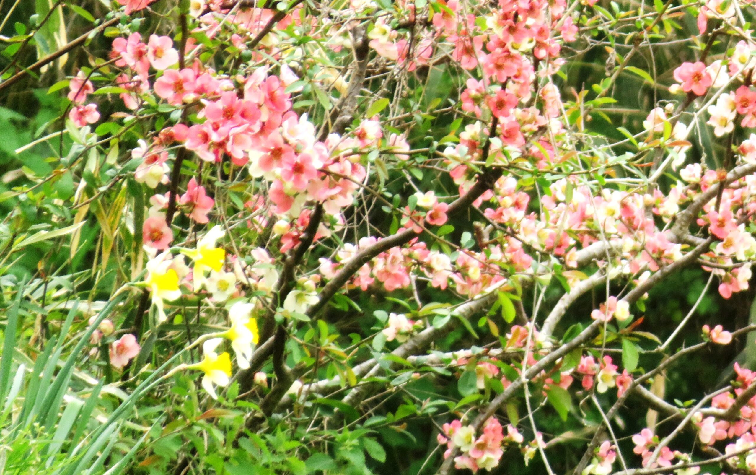 水仙とボケ（木瓜）の花