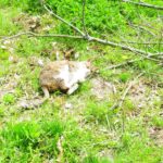 ねこ、風太　巡回