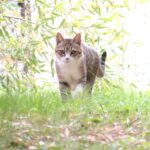 ねこ、風太　巡回