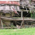 ねこ、風太　巡回