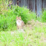 ねこ、風太　巡回