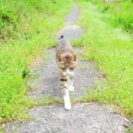 ねこ、風太　巡回