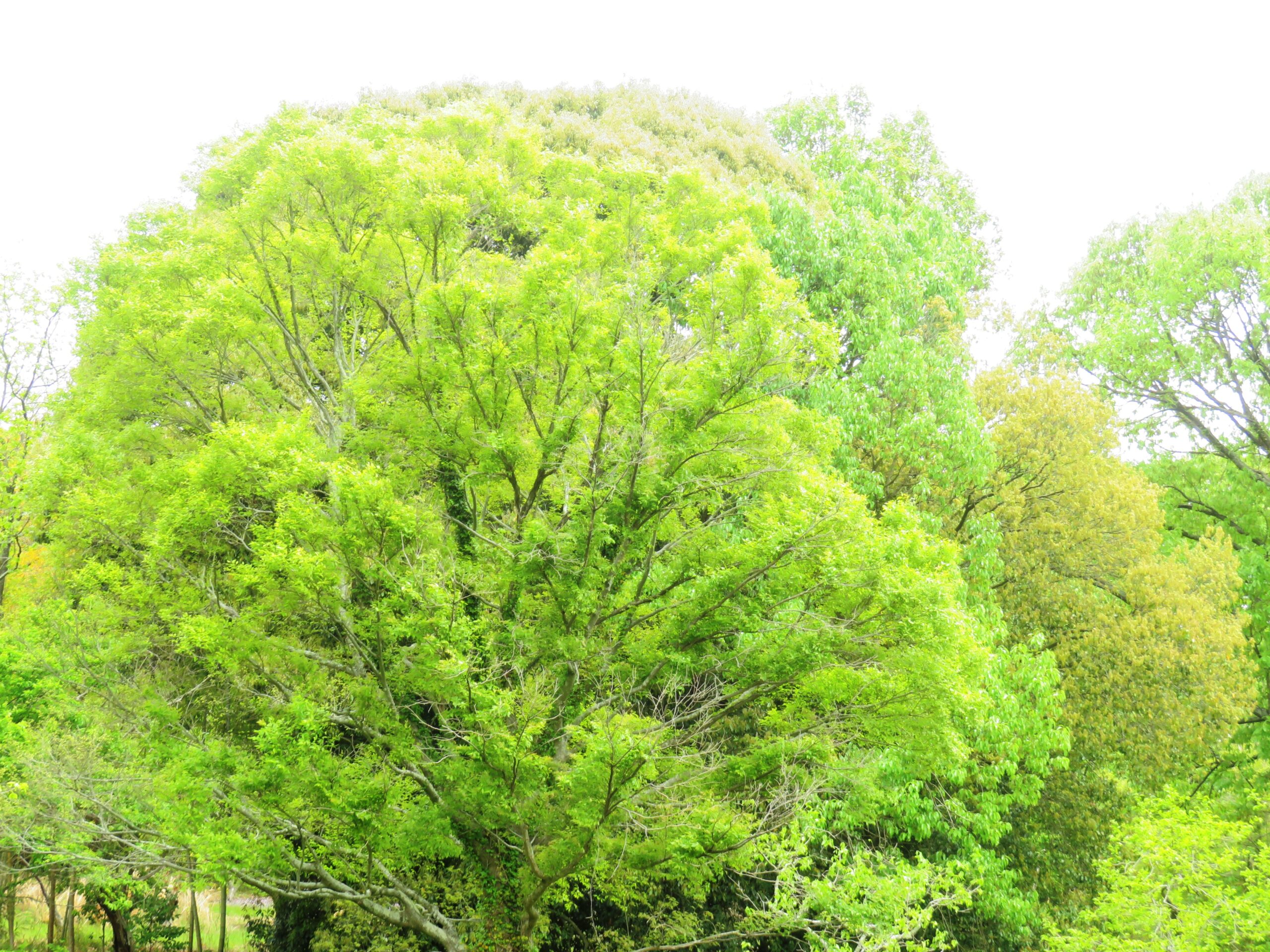 初夏の榎と樫の木
