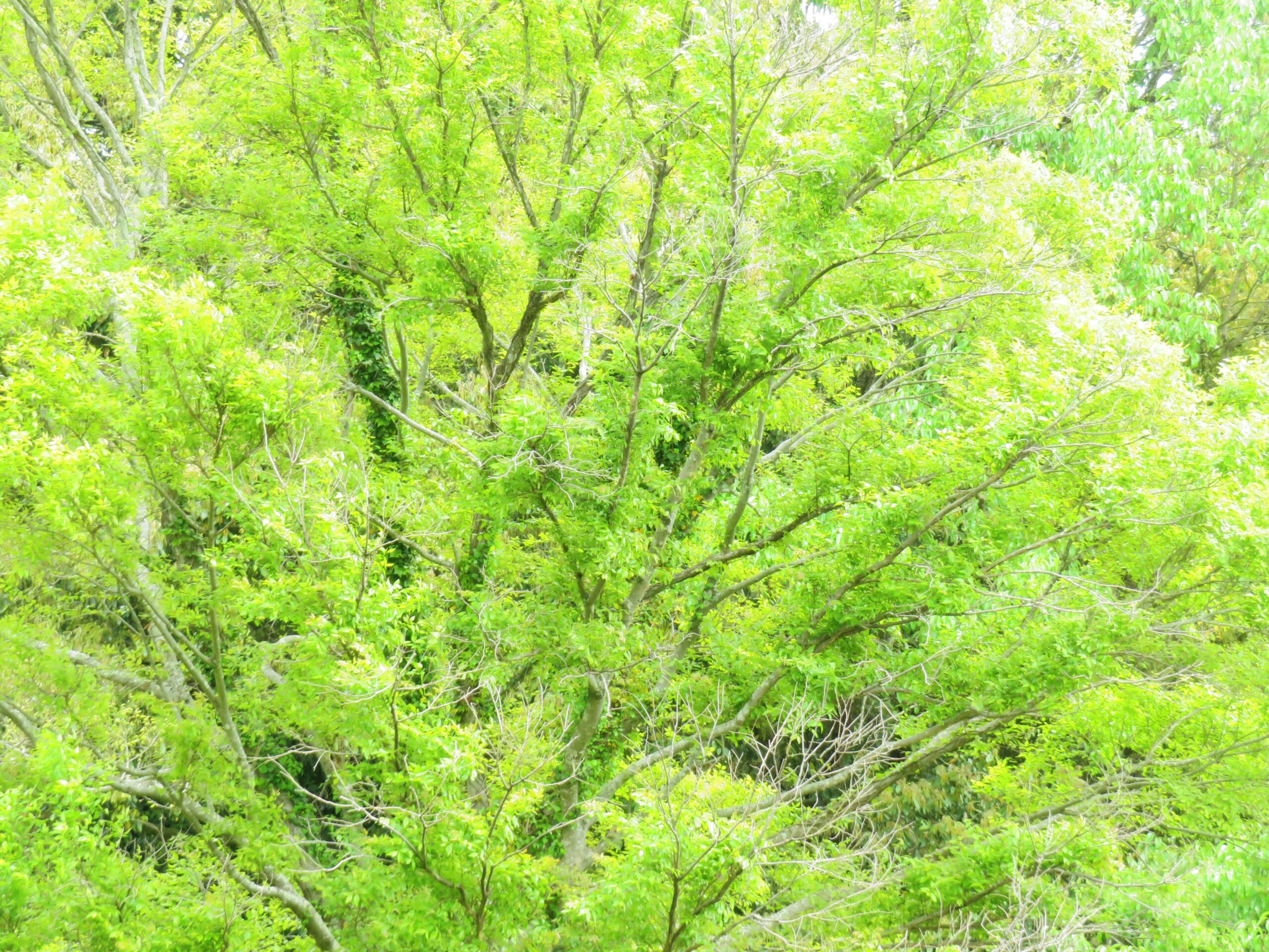 初夏の榎と樫の木