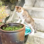 ねこ、風太　水飲み