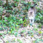 ねこ、風太　巡回