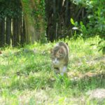 ねこ、風太　巡回